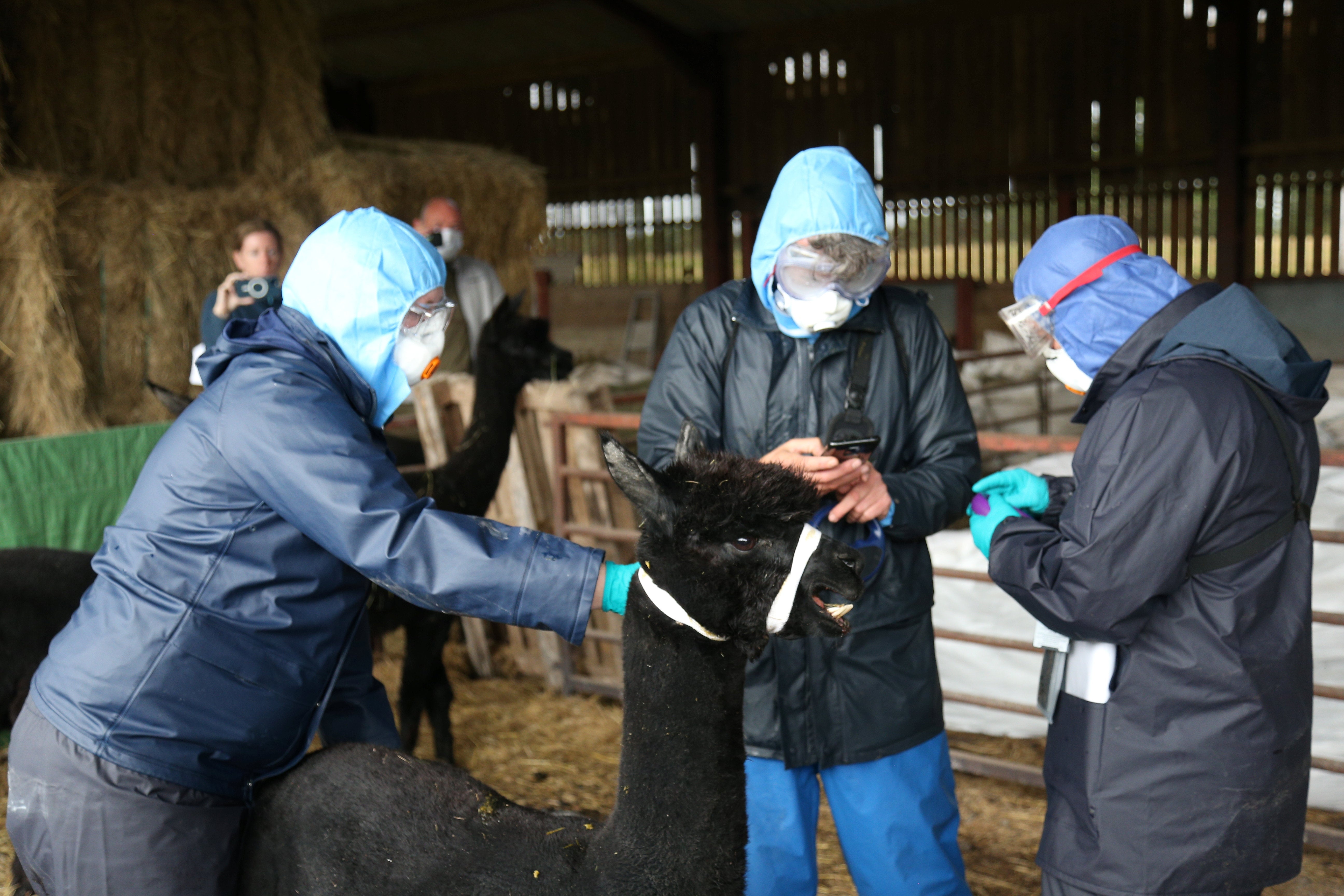 Police and Defra officials at the farm where alpaca Geronimo is expected to be put down