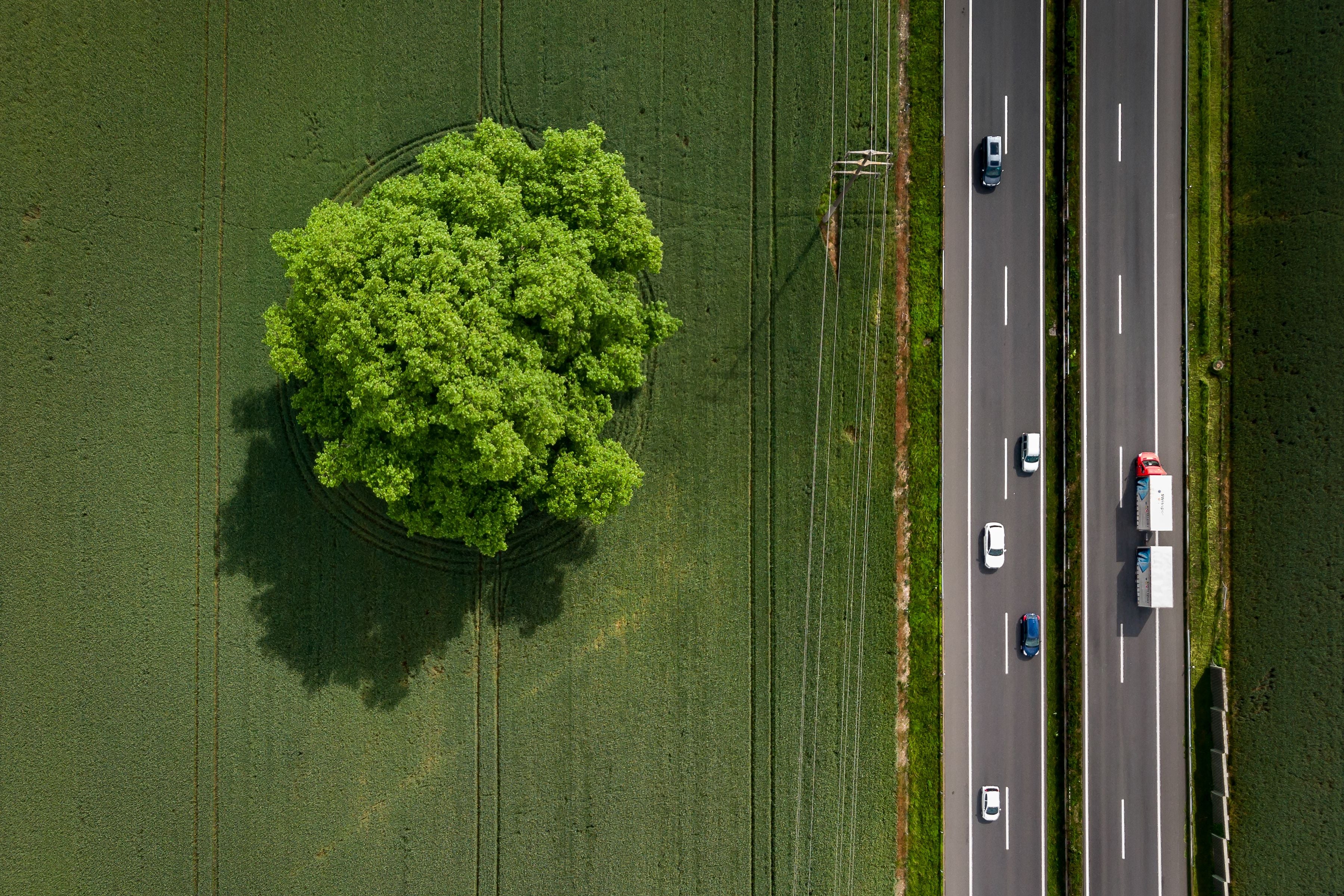 Trees are at risk due to farming, logging and agriculture, according to a report