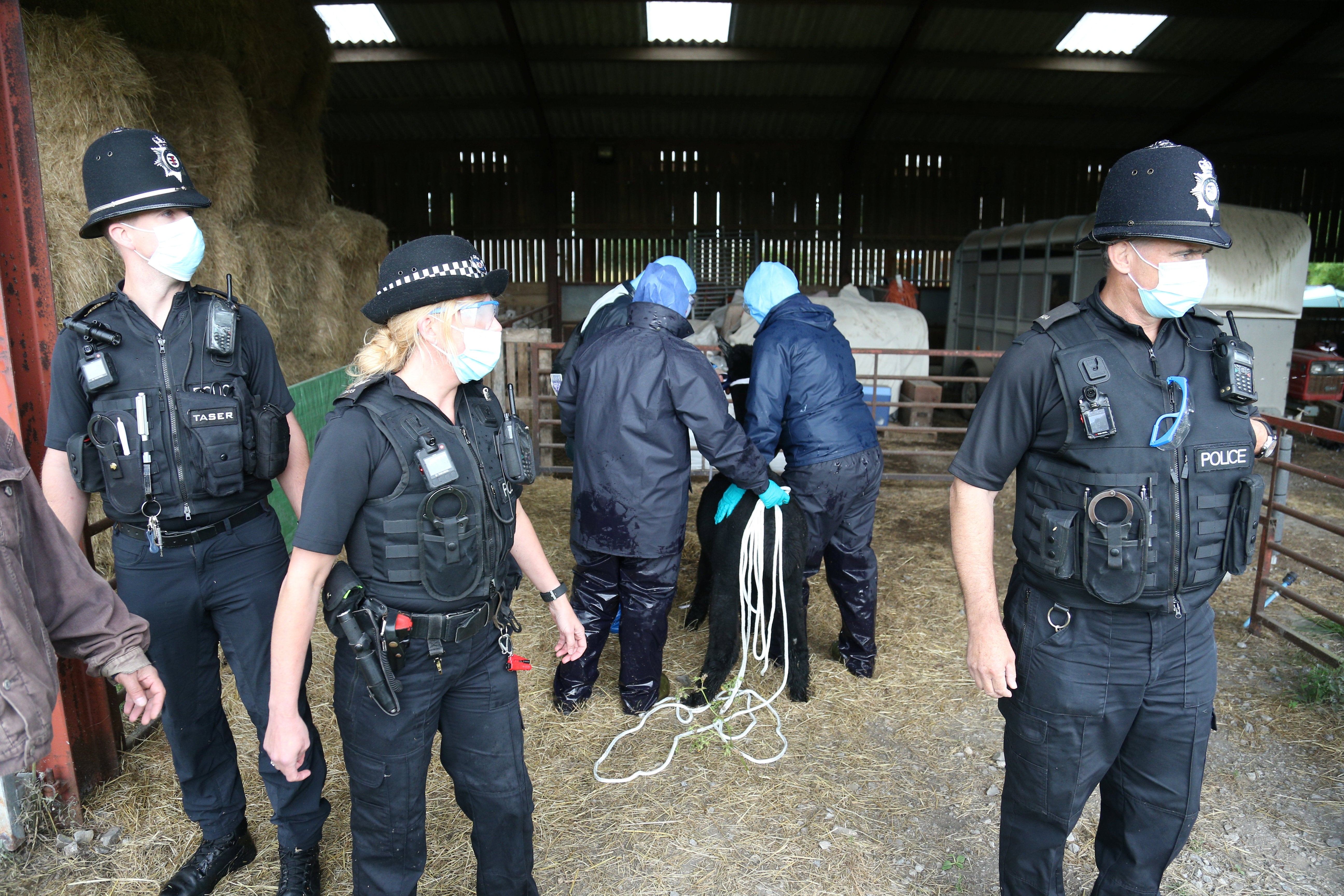 Defra officials secure Geronimo the alpaca before leading him away from his farm