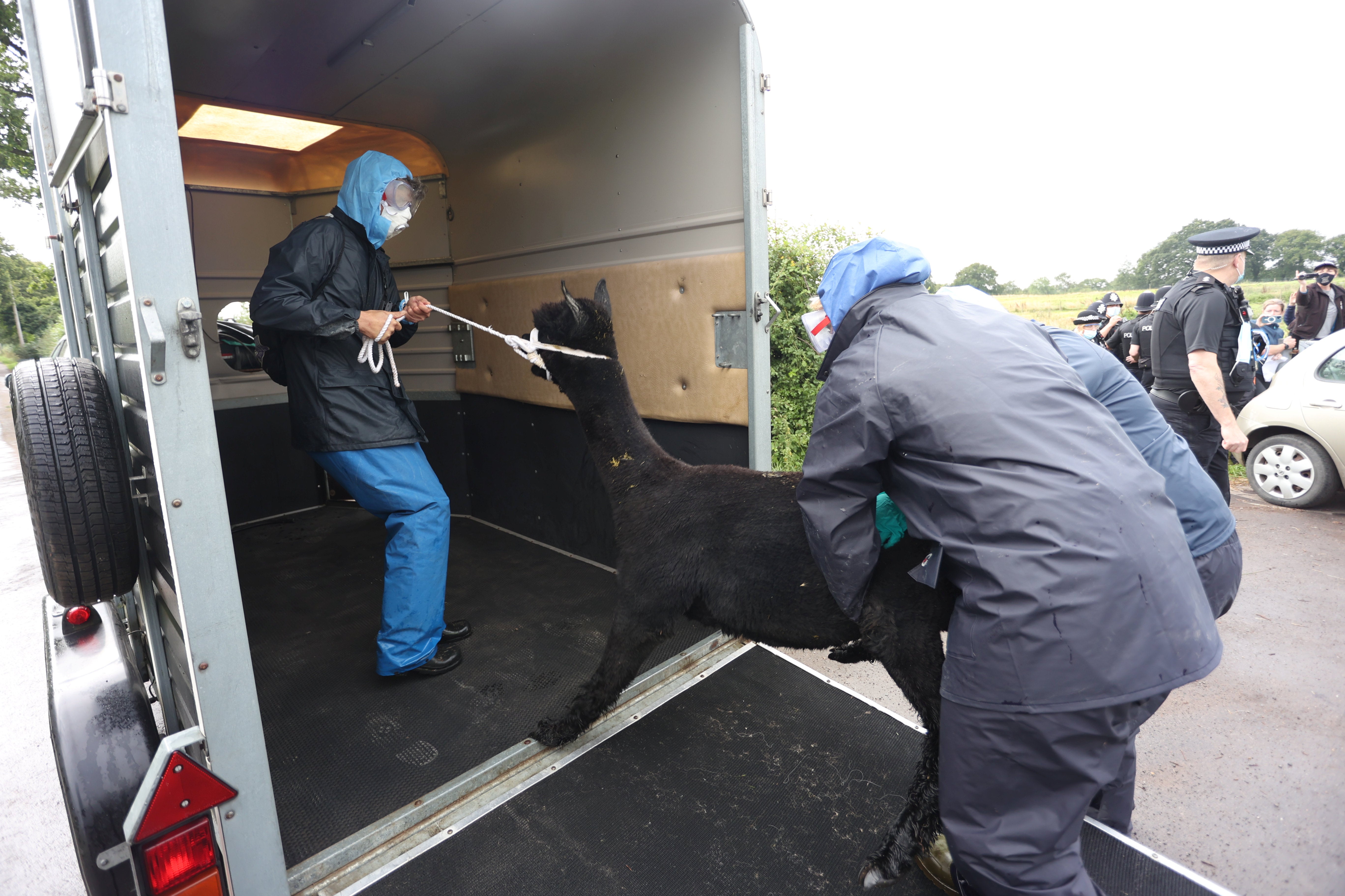 Geronimo the alpaca is taken away by Defra officials this morning