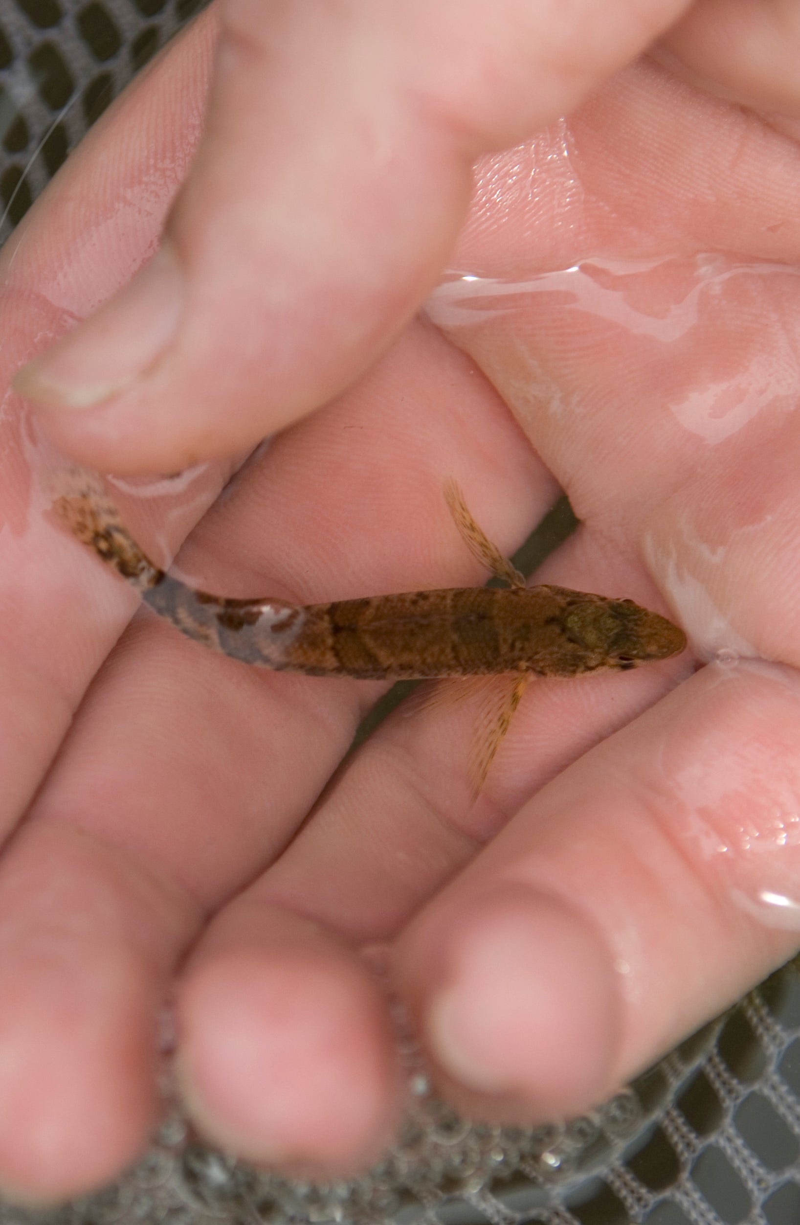 Snail Darter-ESA Removal