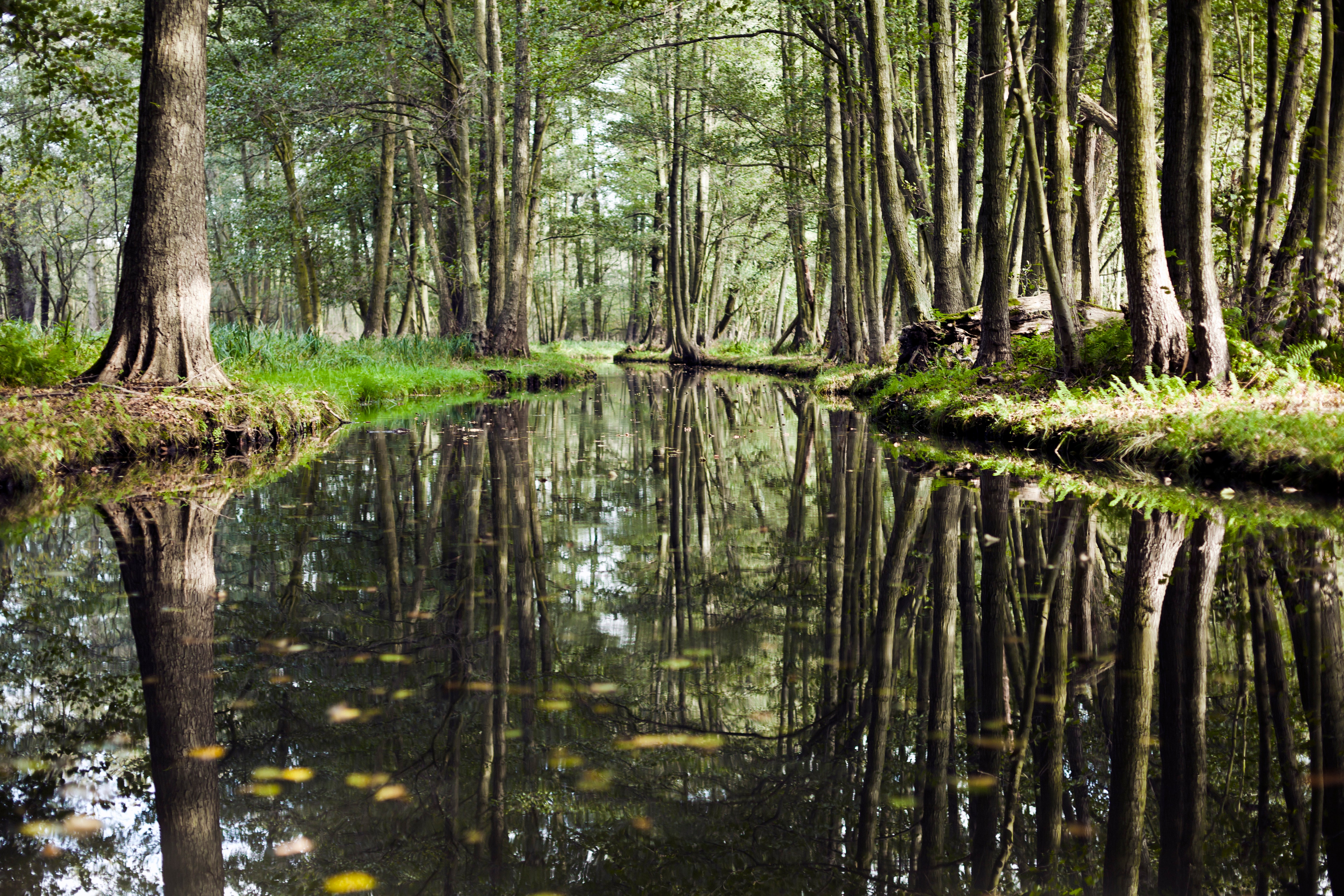 The river Spree winds its way through a forest in the east of the country