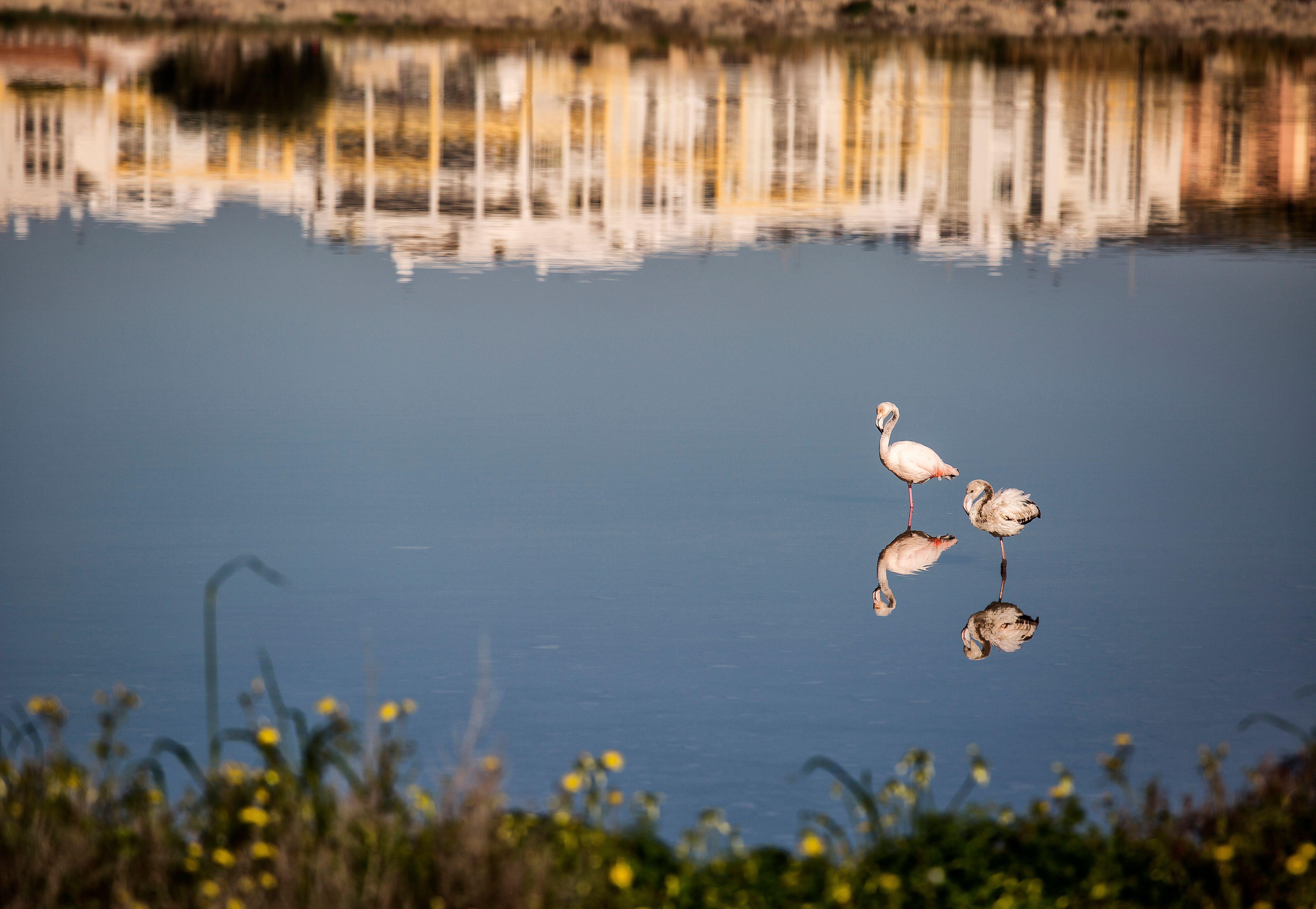 Flamingos nest in the salt pans outside Cagliari on the Italian island of Sardinia