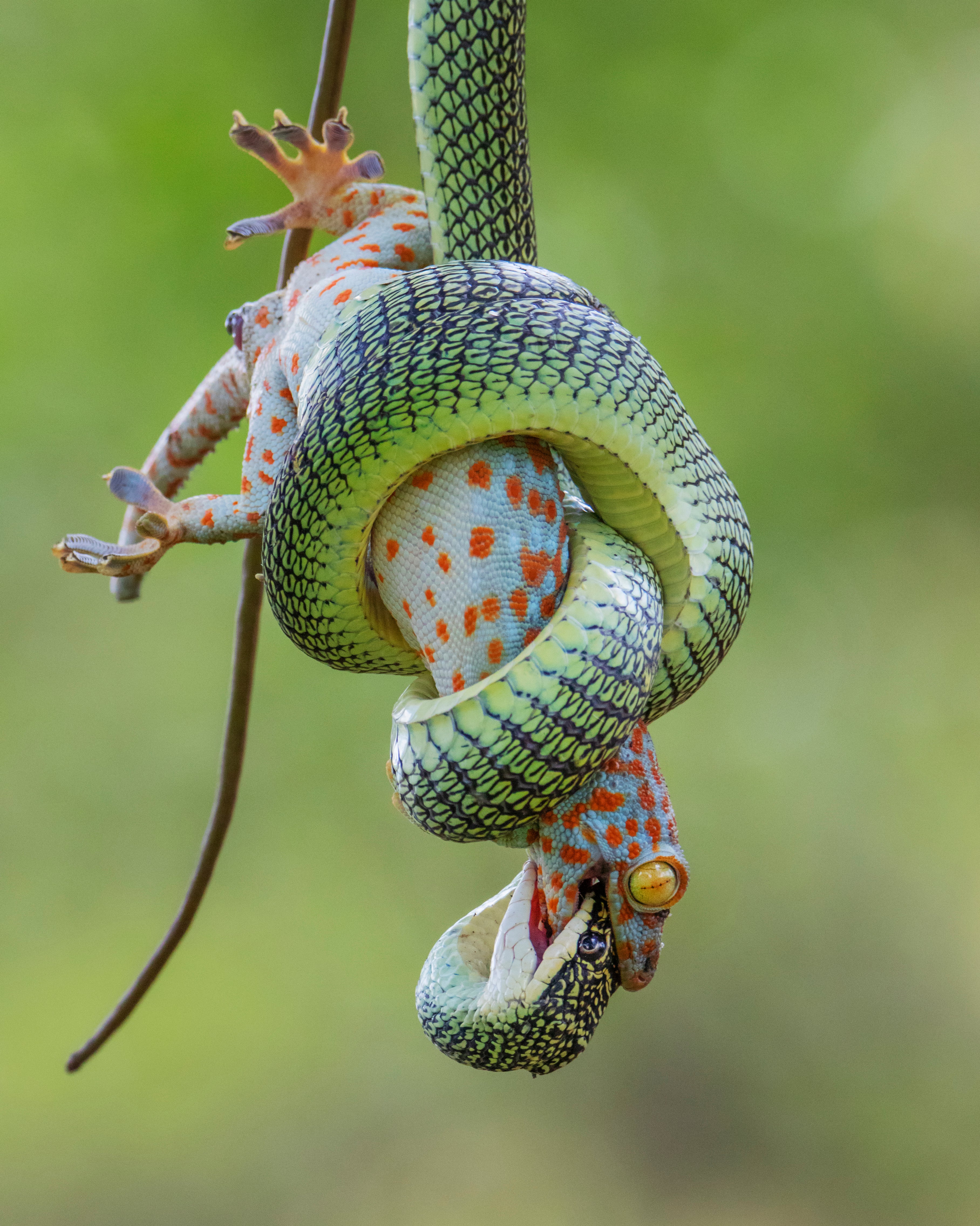 File. Golden tree snake is commonly found in the lowland forests of South Asia and Southeast Asia