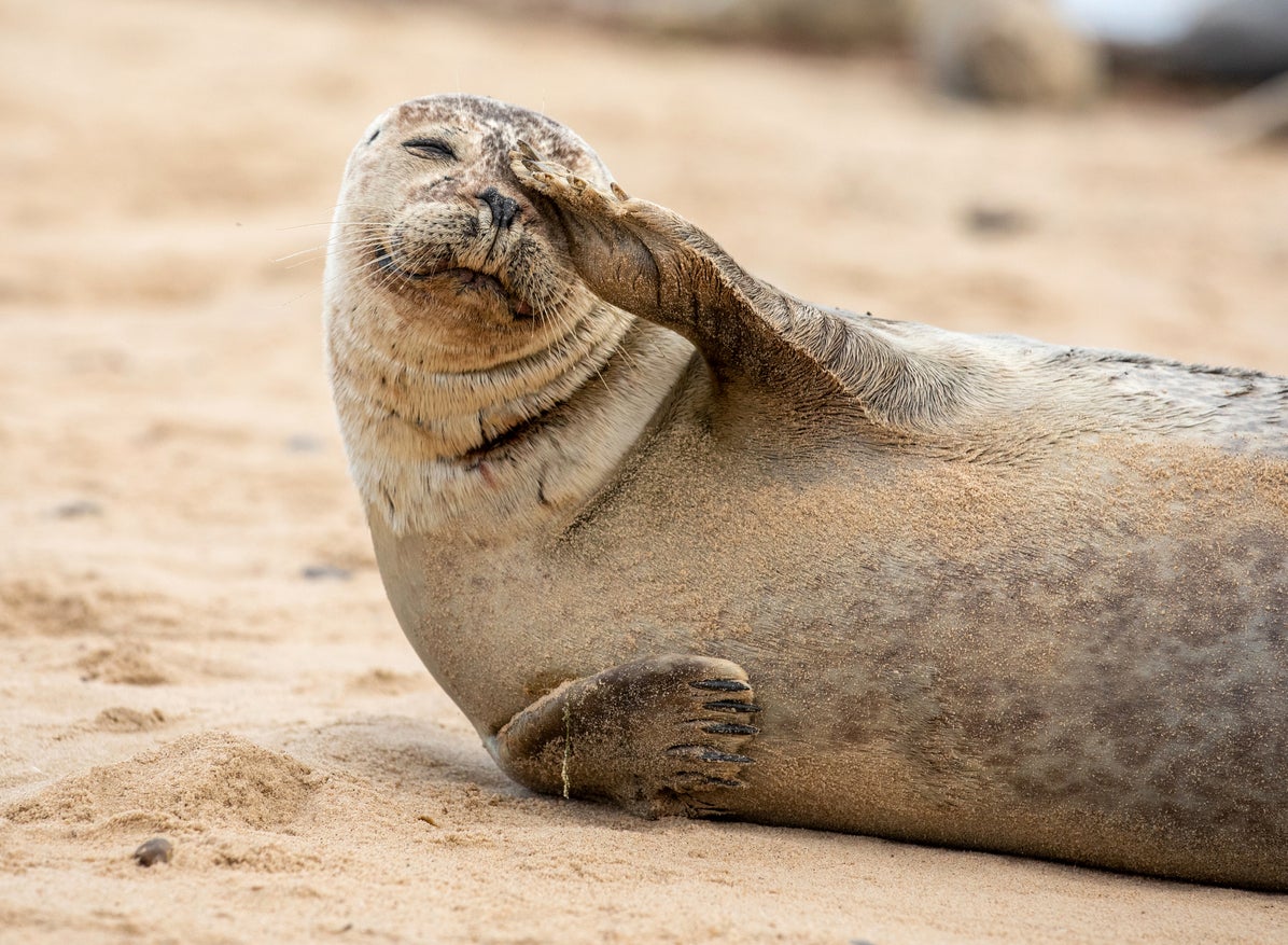 Fed up: grey seals are one of two species native to the UK