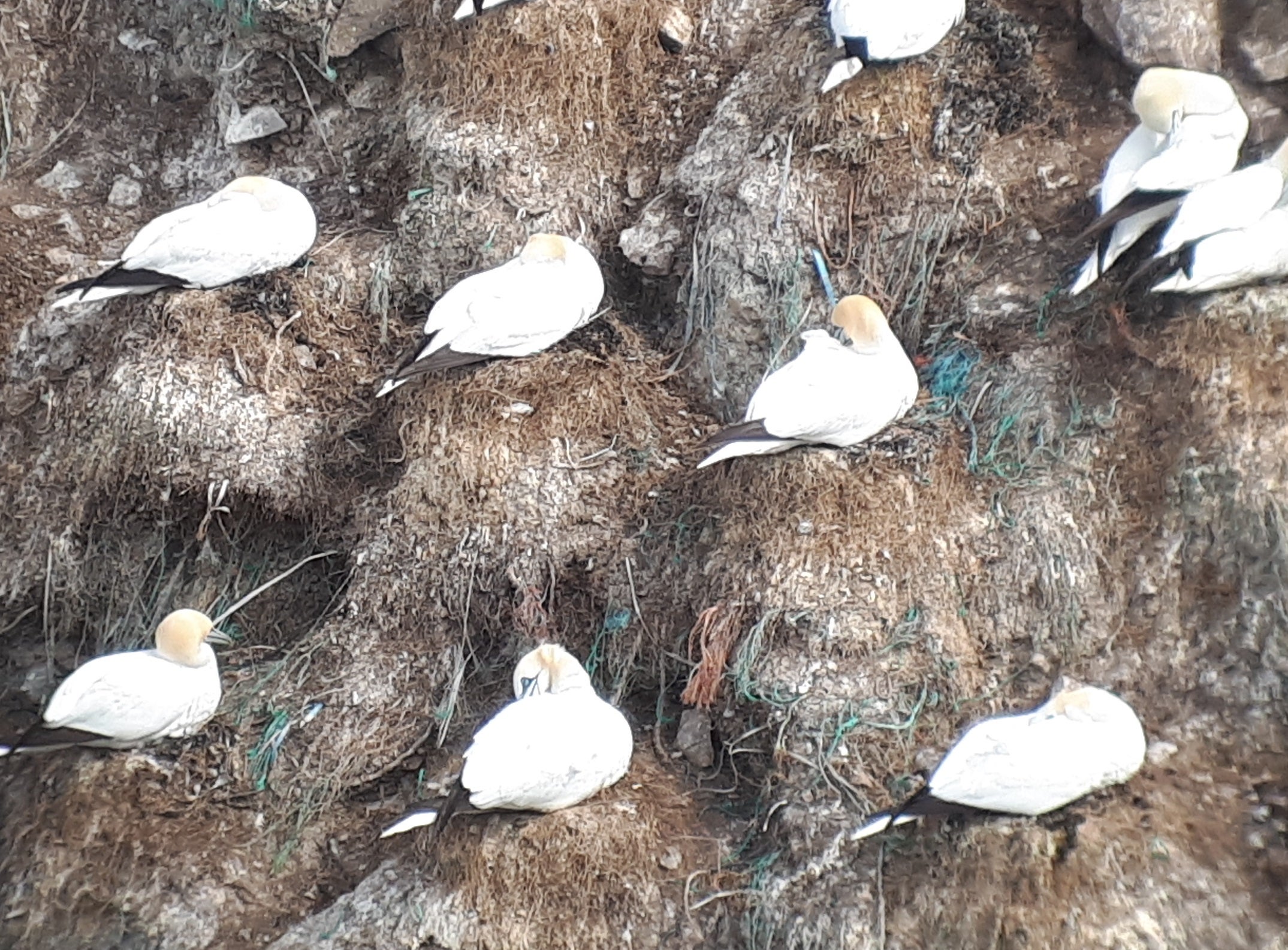 Gannets on Fair Isle in Scotland, with green and blue plastic debris clearly visible