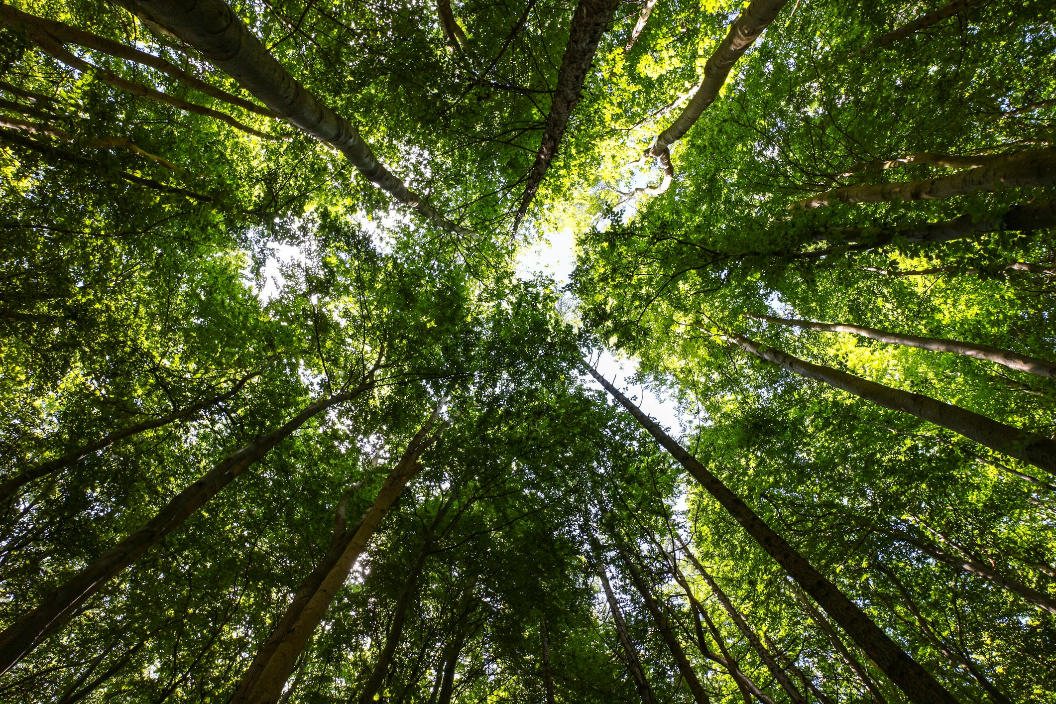 Forests in Europe could be under threat by the new ant species, researchers said