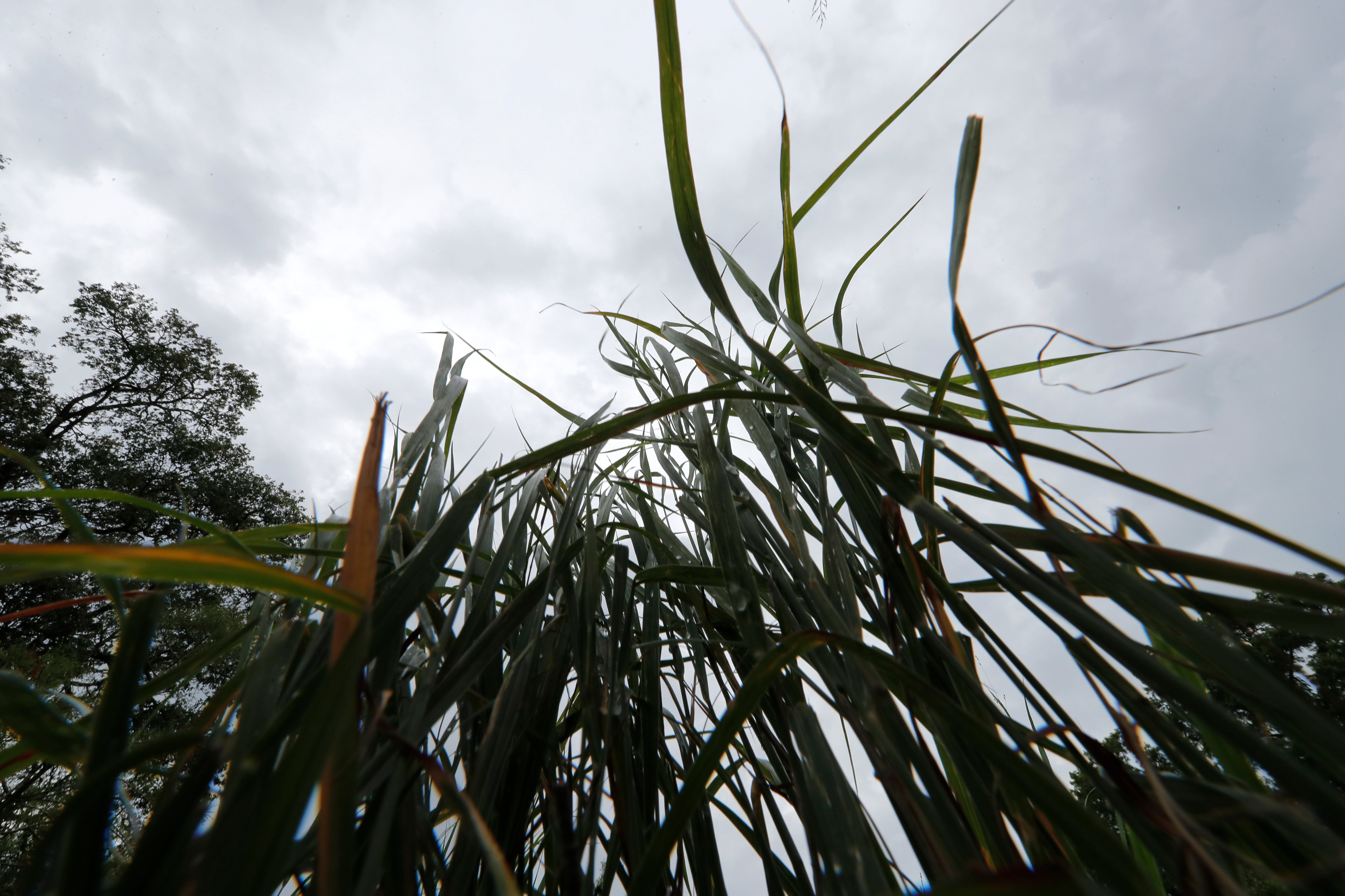 Hurricane Ida Wetlands Explainer