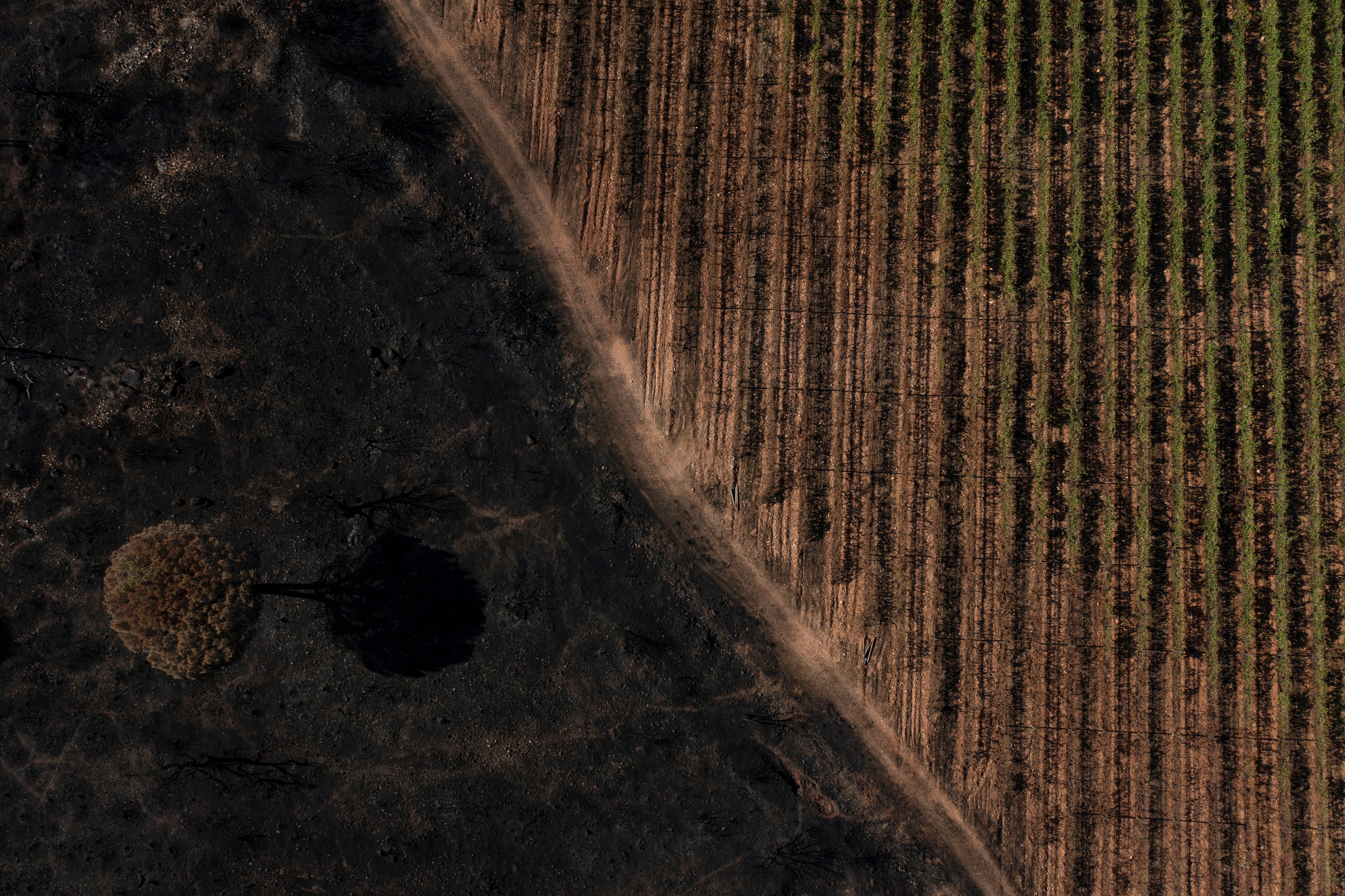 France Vineyards Burned