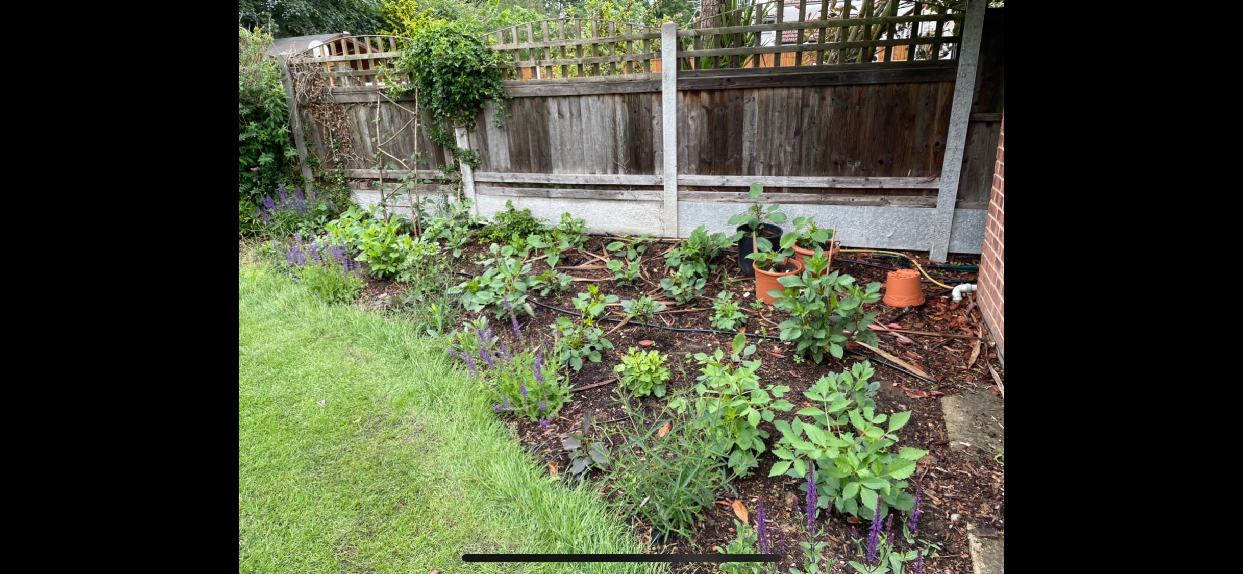 ‘One of the first things I learned is that the start of summer is too late to get cracking with a proper dahlia project, so it was not until this year that the madness truly began’