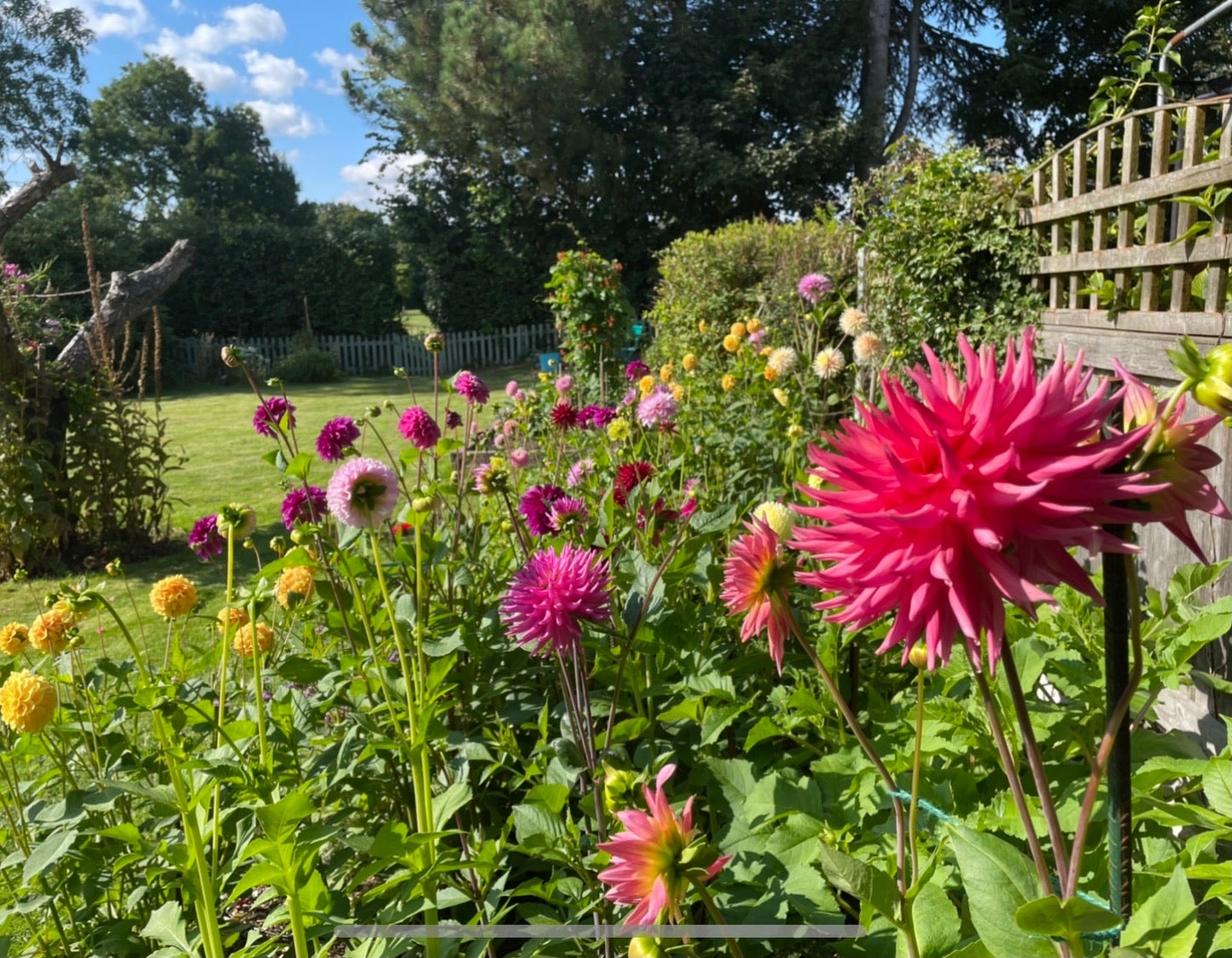 ‘A three-metre wide and two-metre deep riot of colour, explosions of bright pink and deep purple, offset with pale cream and serene lemon’