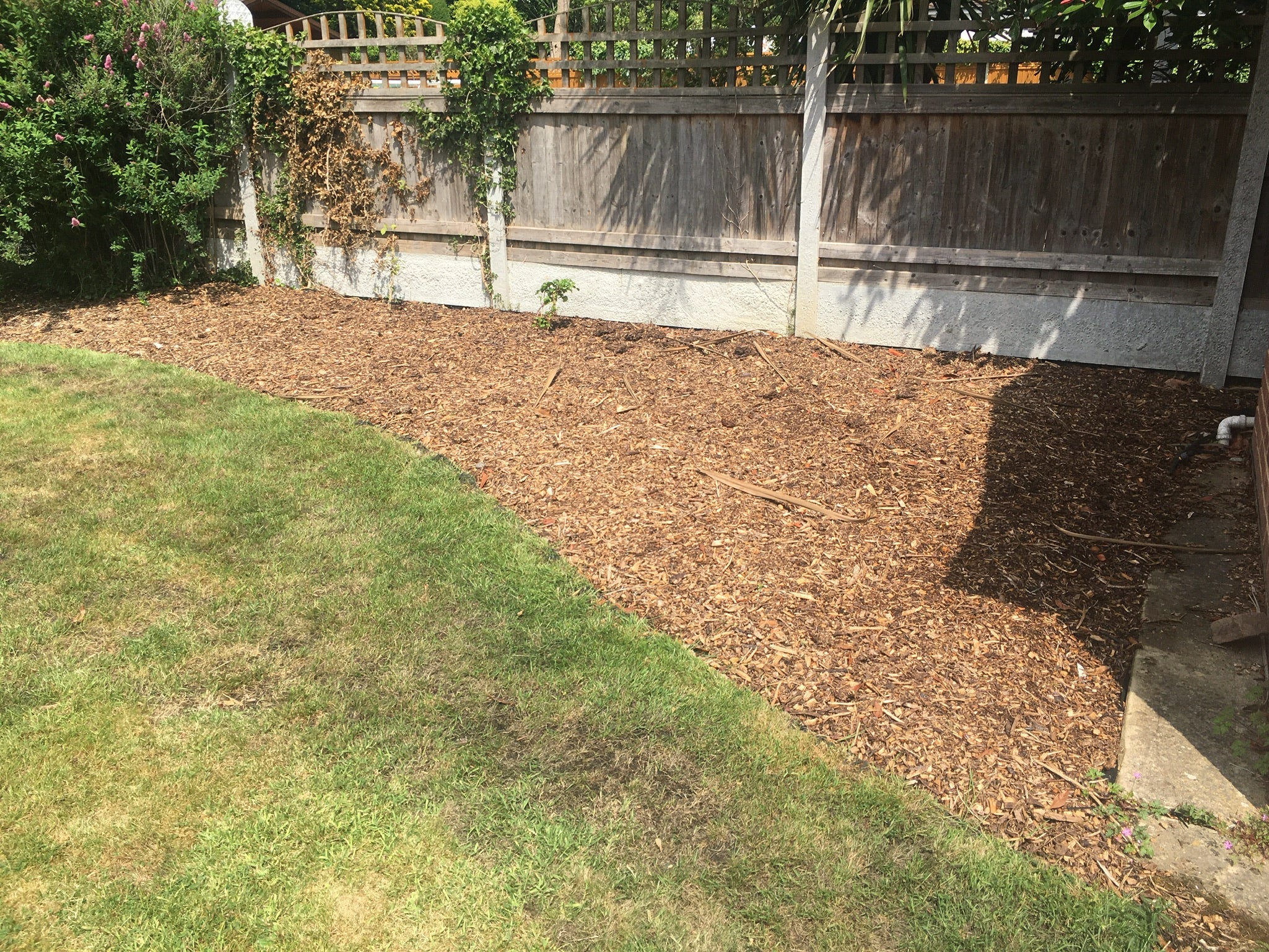 ‘There was a large border behind the shed that needed filling’