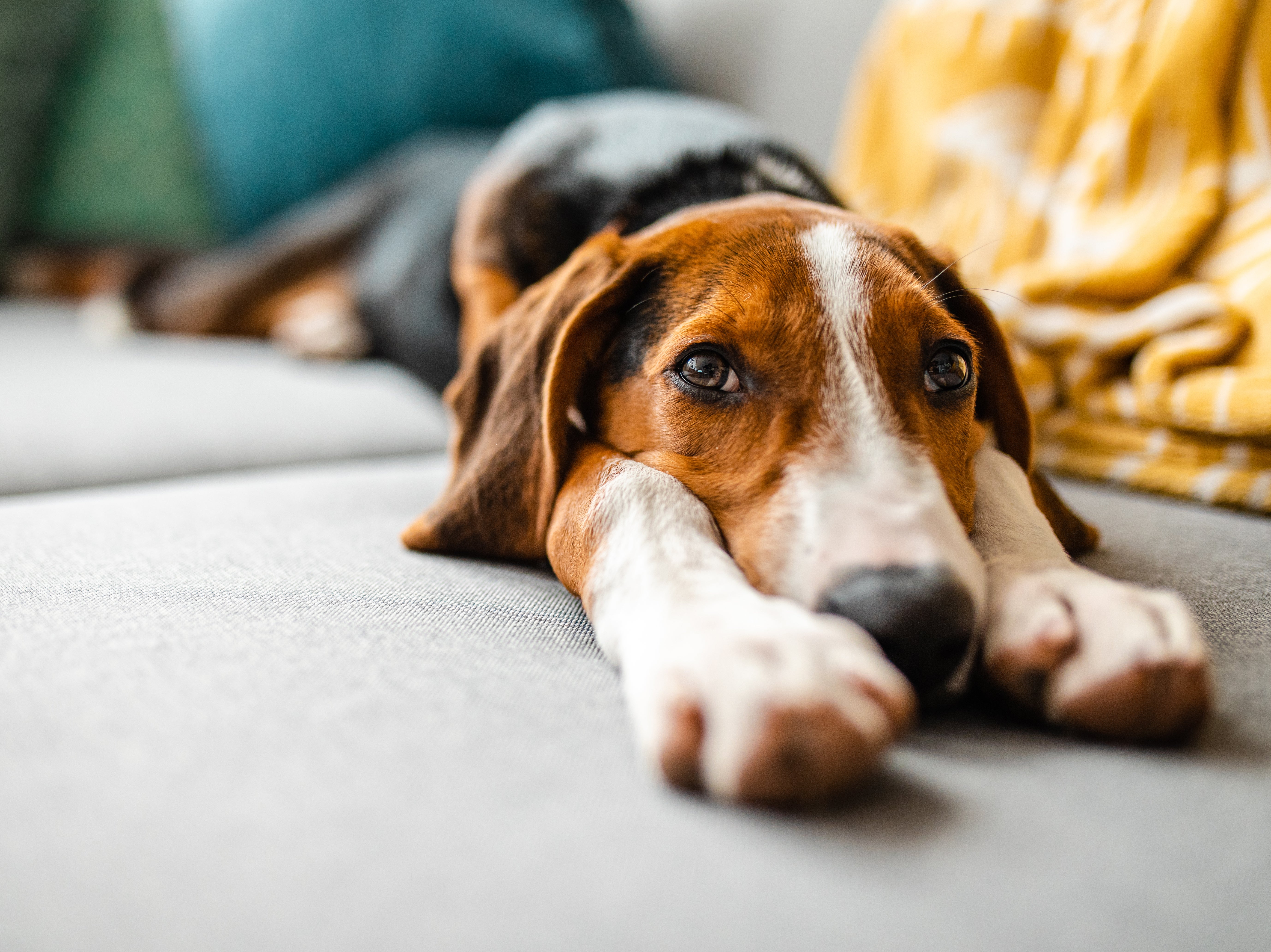 When dogs and humans make gentle eye contact, both partners experience a surge of oxytocin