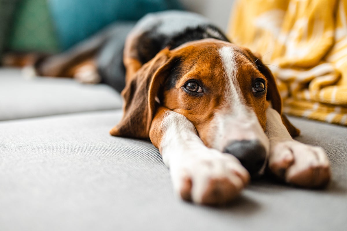 The subtle signs your dog may be in pain – that aren’t barking, limping or personality changes
