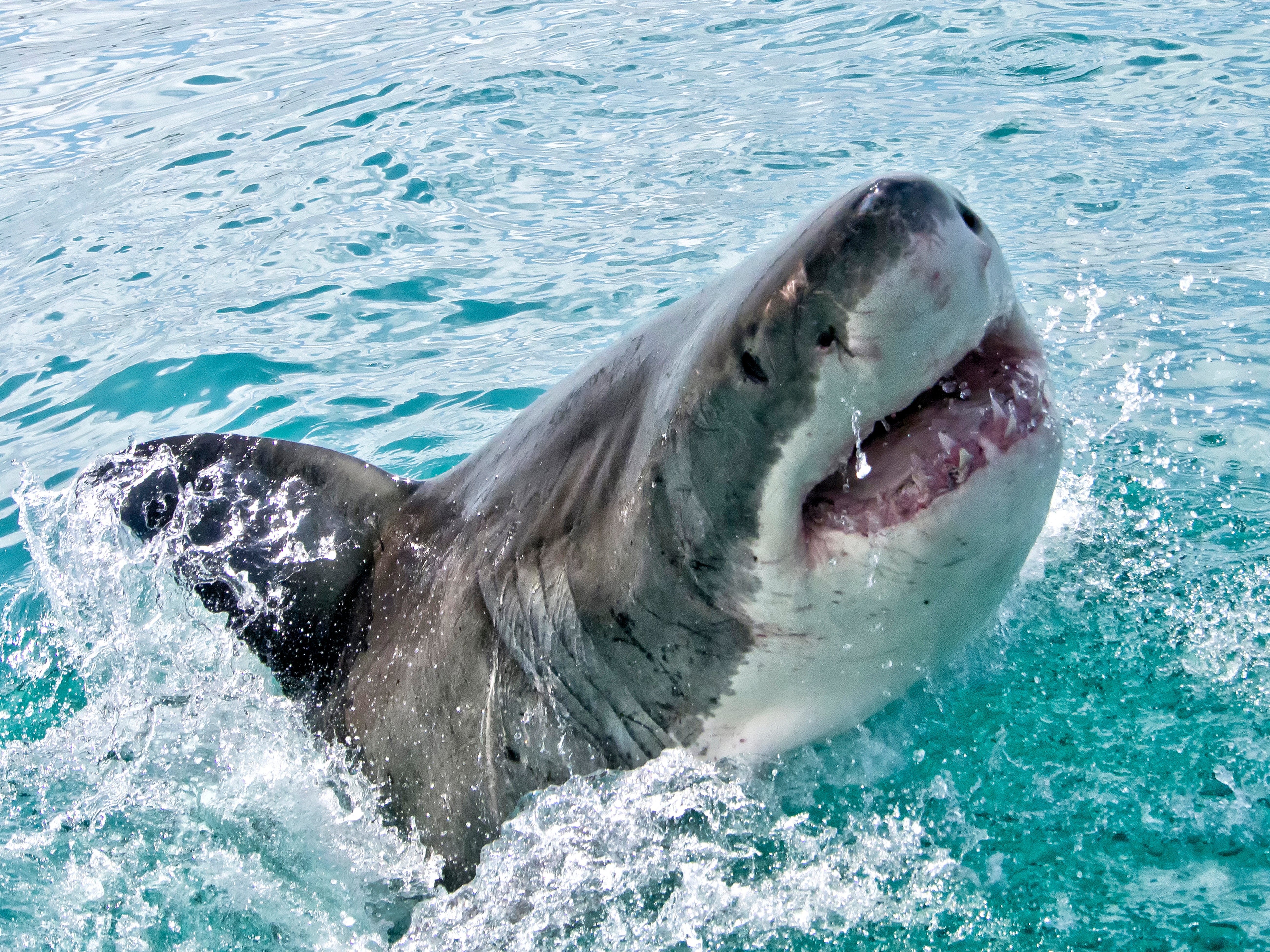 Oceanic shark populations have dropped by 71 per cent since 1970