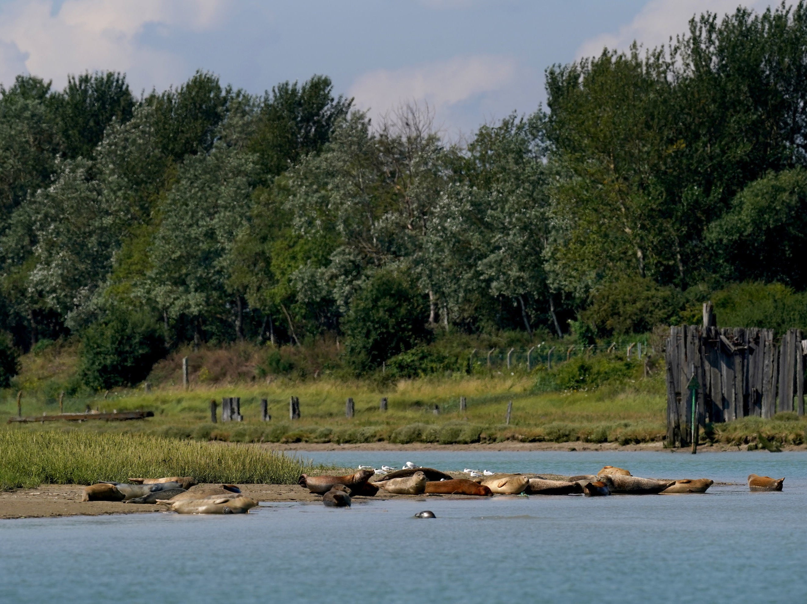 Seals on the banks of the River Stour near Ramsgate in Kent