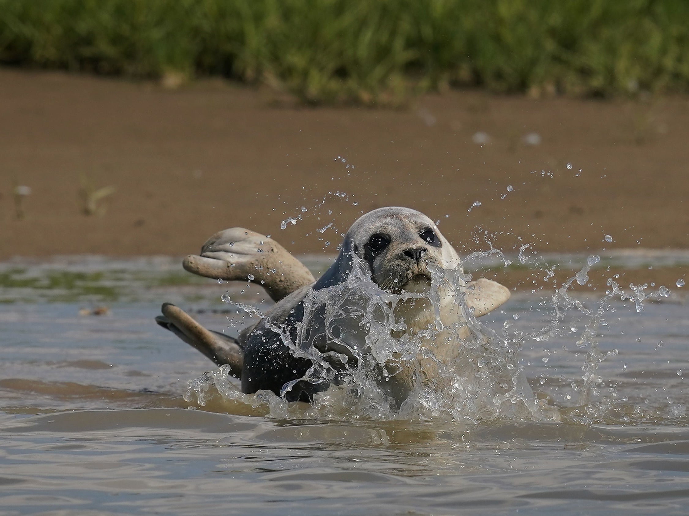 A seal on the banks of the River Stour near Ramsgate in Kent