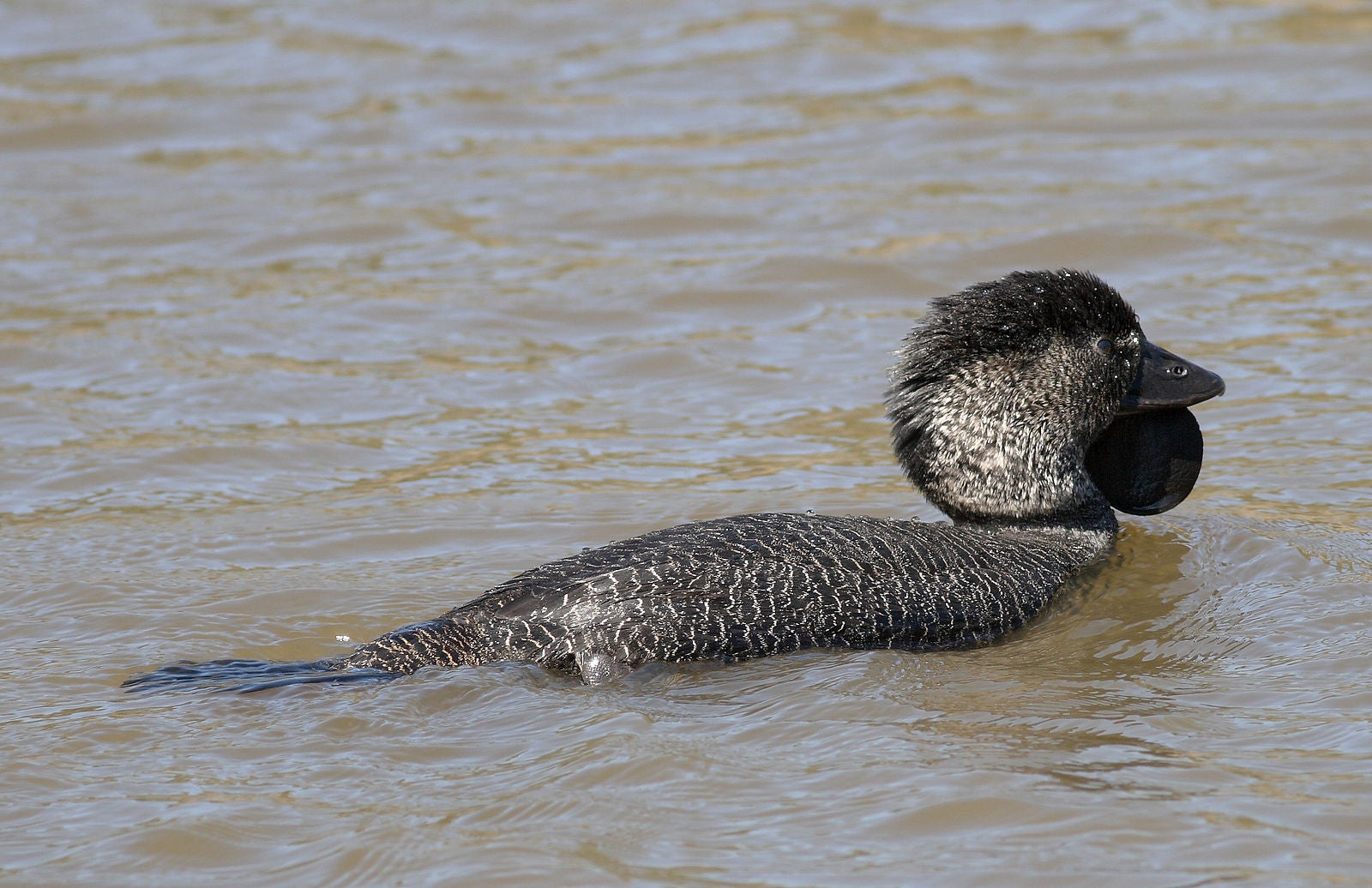 Musk Duck at Tidbinbilla Nature Reserve, Canberra