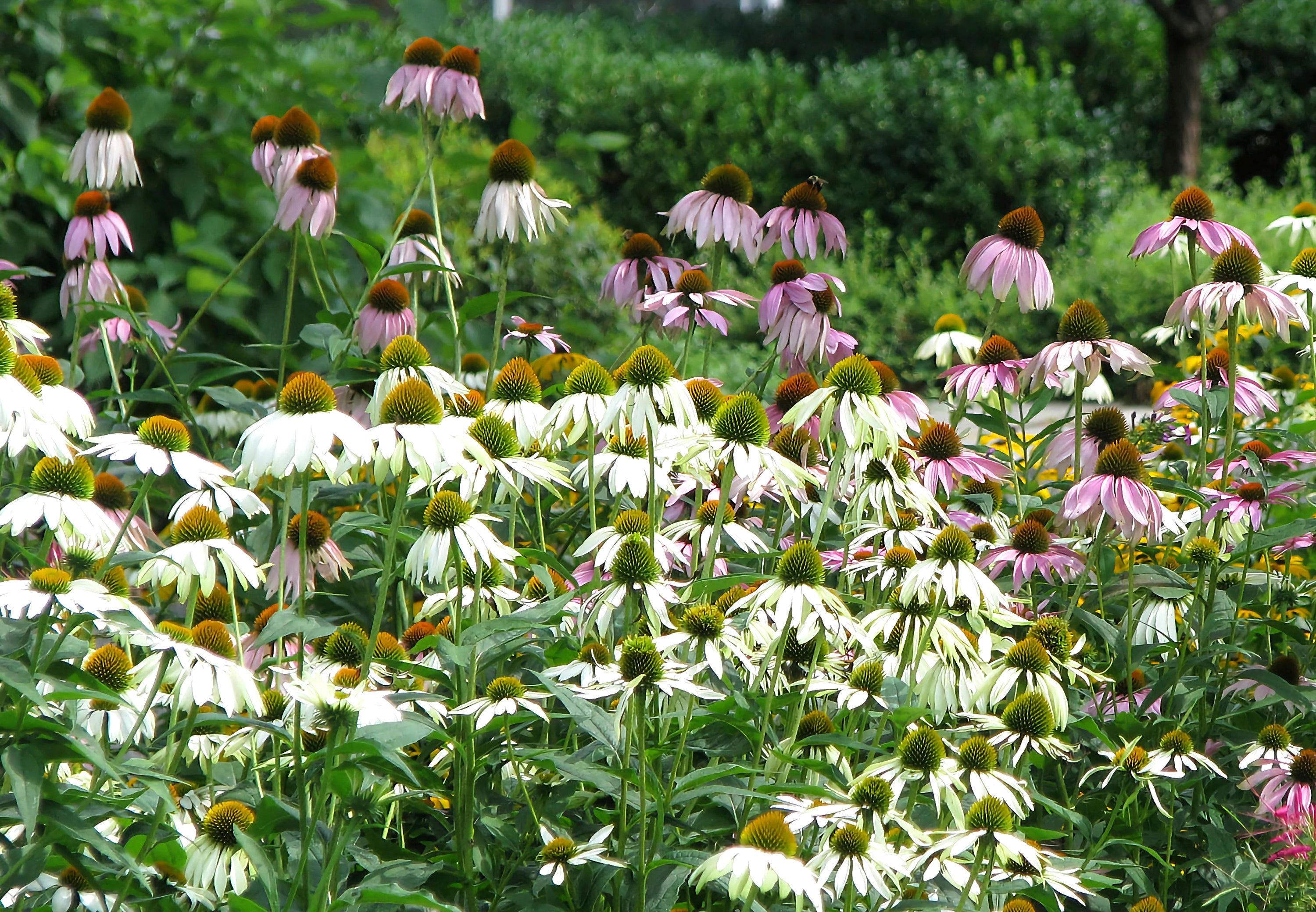 Gardening When It's Dry