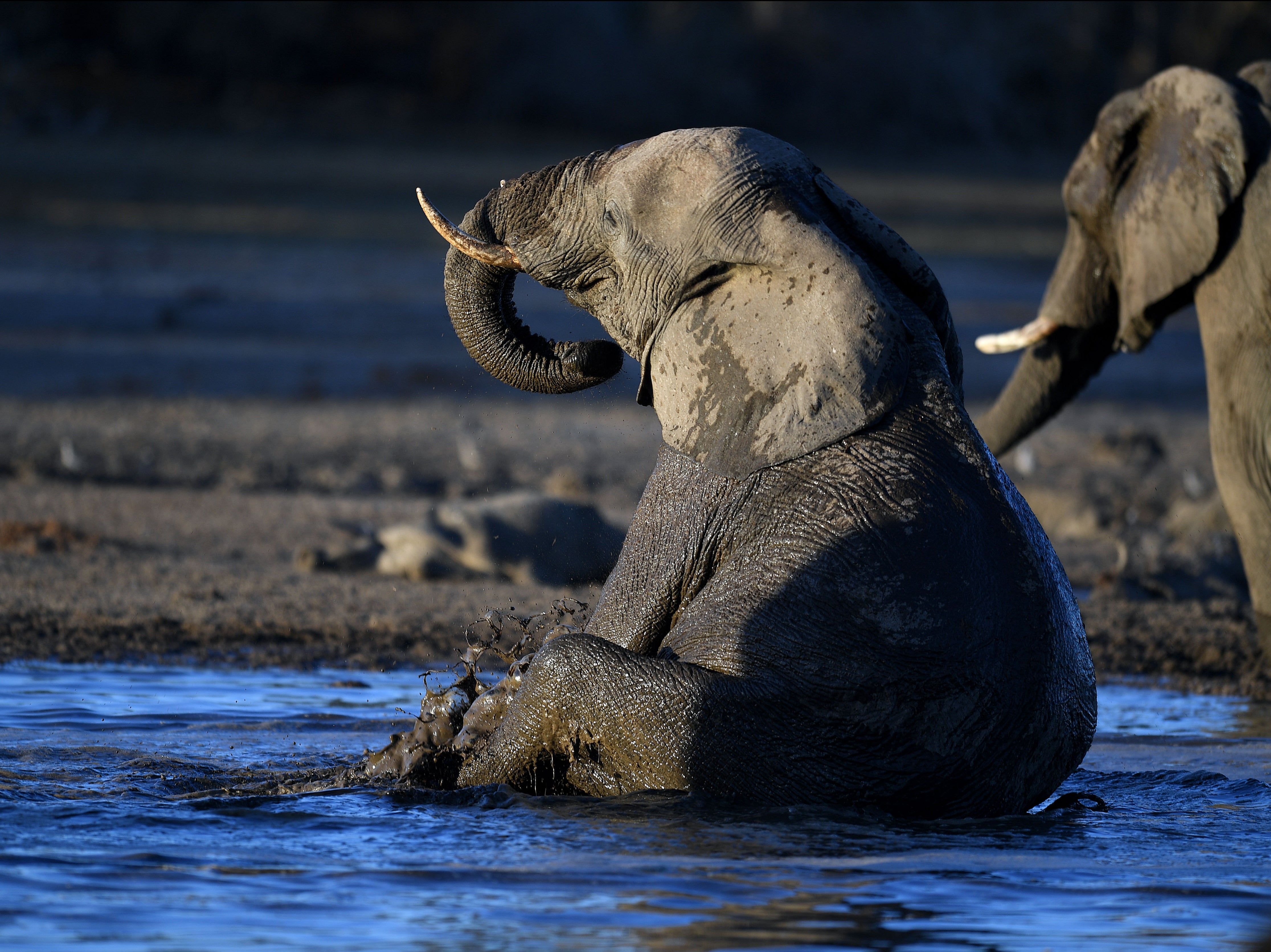 Some animals’ appendages, such as ears and beaks, are becoming larger due to climate change, according to a new study