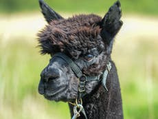 Geronimo the alpaca: Initial postmortem ‘shows euthanised animal did not have tuberculosis’