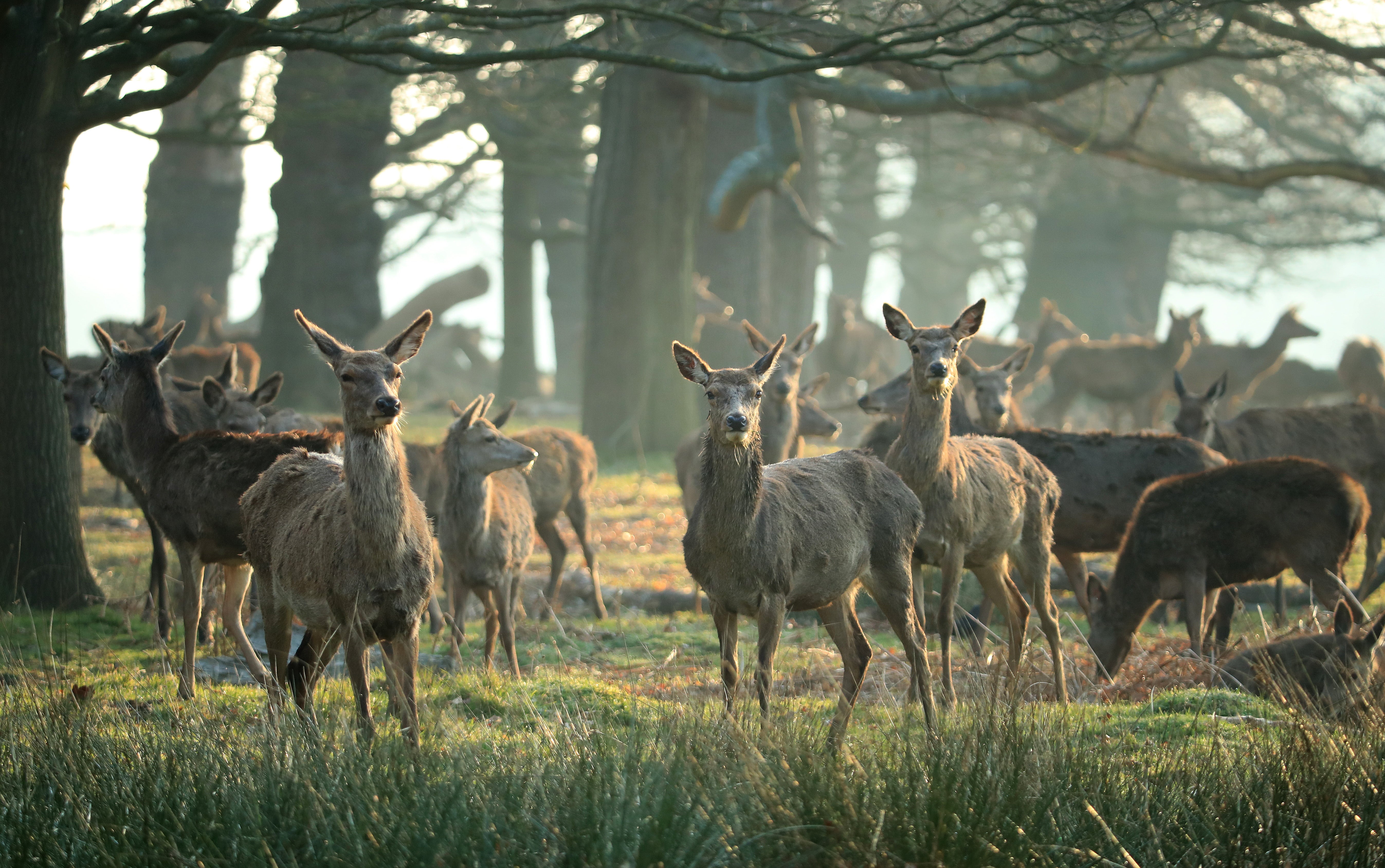 A herd of deer pictured in Richmond Park [stock image]