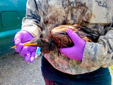 More than 100 oil-soaked birds found after Hurricane Ida caused spill from flooded refinery