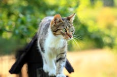 Experts criticise Chinese authorities for killing Covid-positive pet cats despite distraught owner’s objections