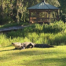 Alligator who dominated America’s largest swamp and won a legion of fans dies aged 80