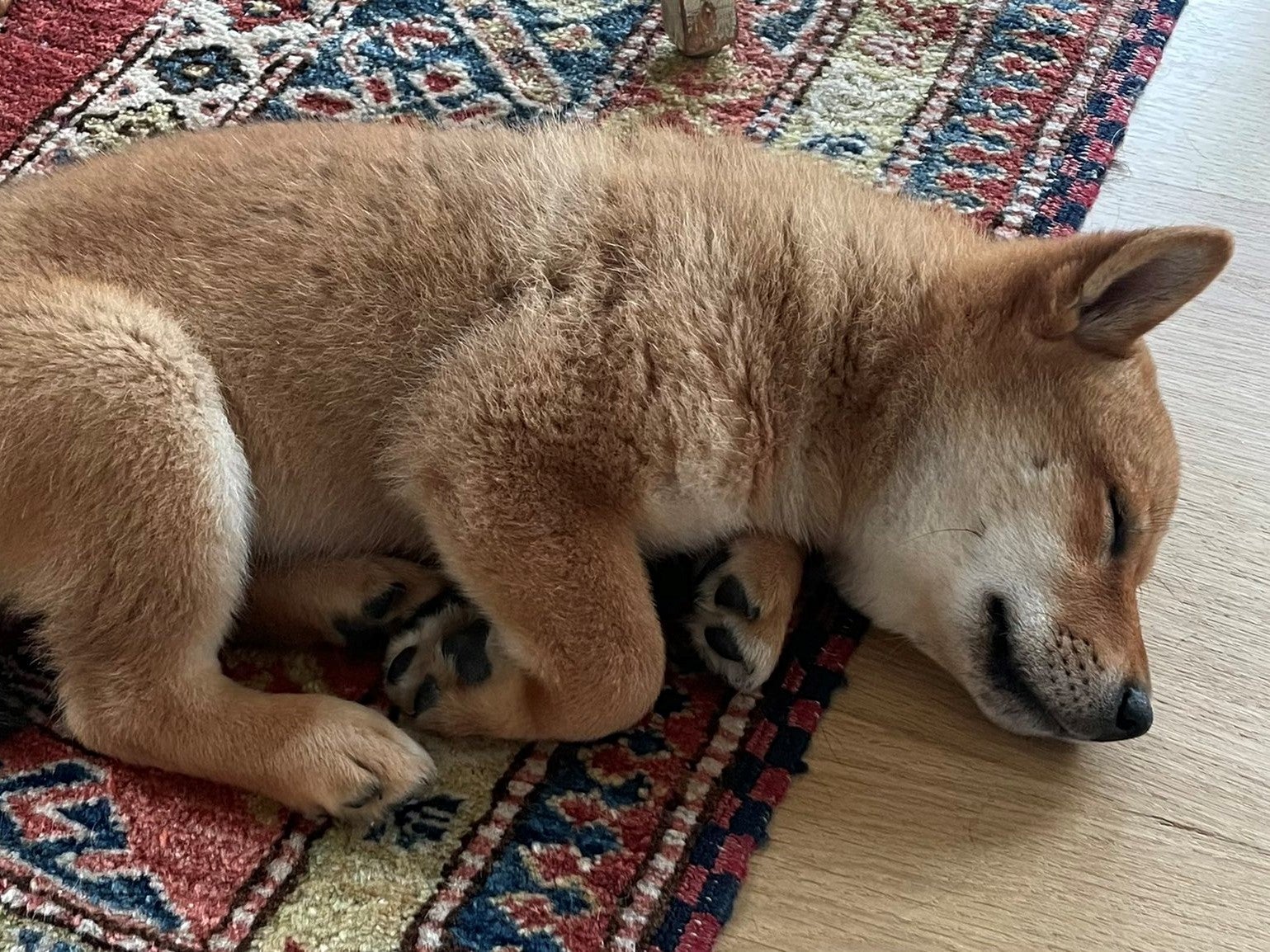 Elon Musk tweeted a picture of his new dog with the caption ‘Floki has arrived’ on 12 September, 2021