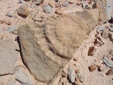 ‘Flying dragon’ may have existed in Chile, scientists find