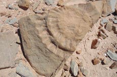 ‘Flying dragon’ may have existed in Chile, scientists find