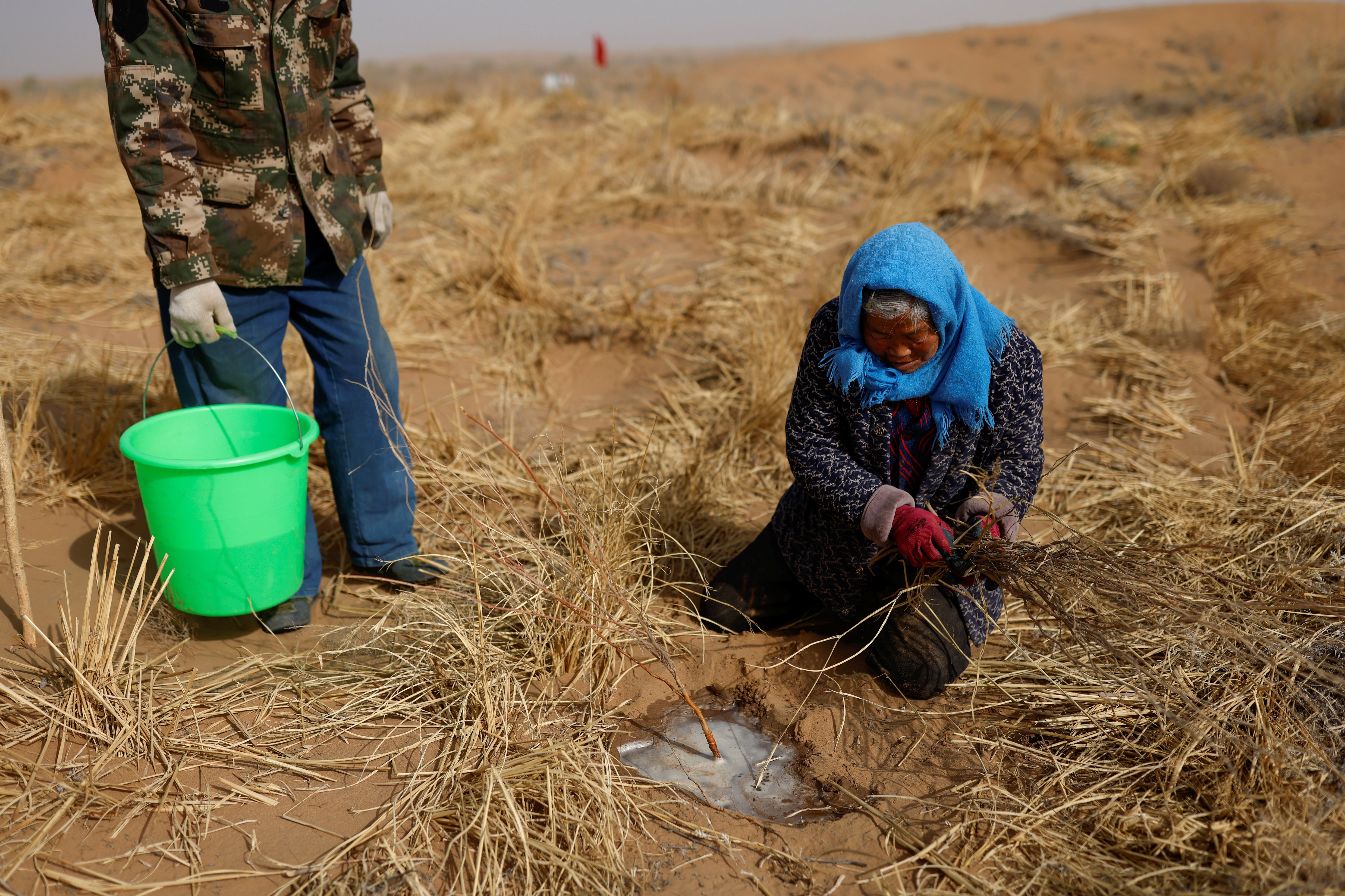 Li Lanying plants a shoot of huabang, a yellow flowering bush known as the ‘sweetvetch’, while her son Wang Yinji holds a bucket of water