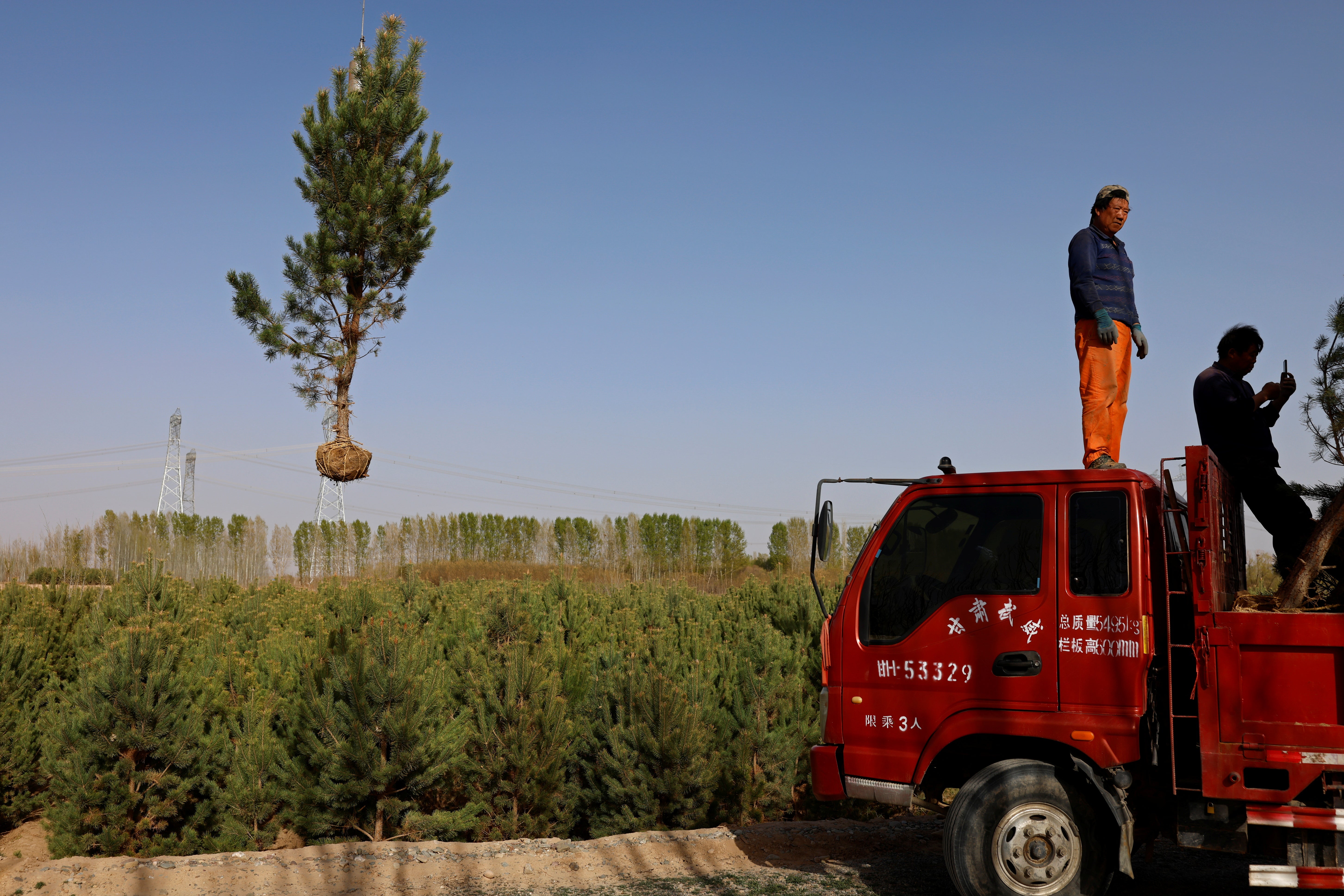 A tree is lifted with a crane before being placed on a truck at Toudunying