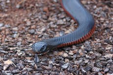 Australian woman captures terrifying moment venomous red-bellied black snake ransacks her living room