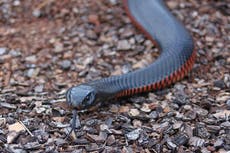 Australian woman captures terrifying moment venomous red-bellied black snake ransacks her living room