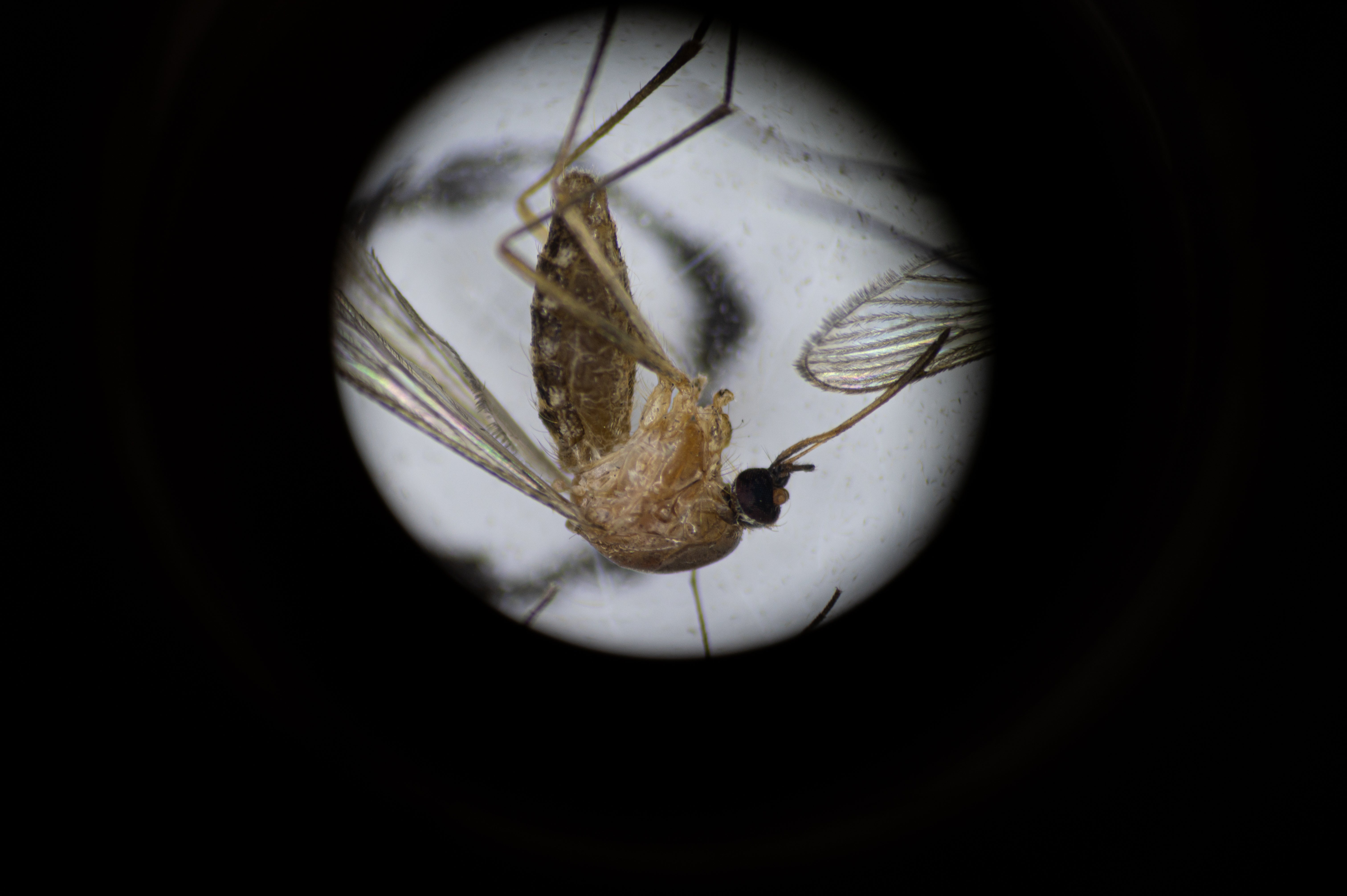 A culex pipiens mosquito under a microscope. Culex pipiens are a species of mosquito that spread West Nile virus.