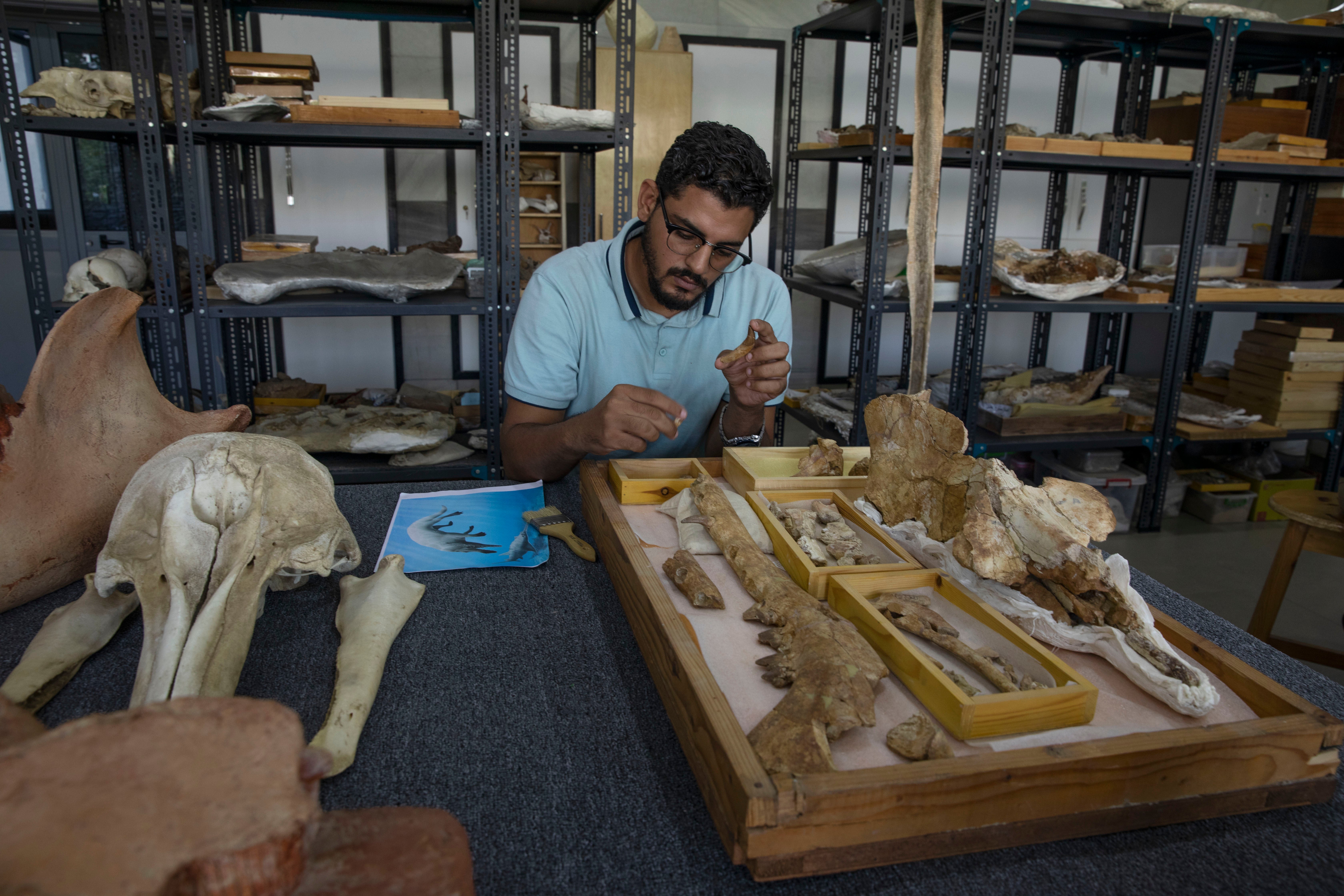 Egypt Whale Fossil