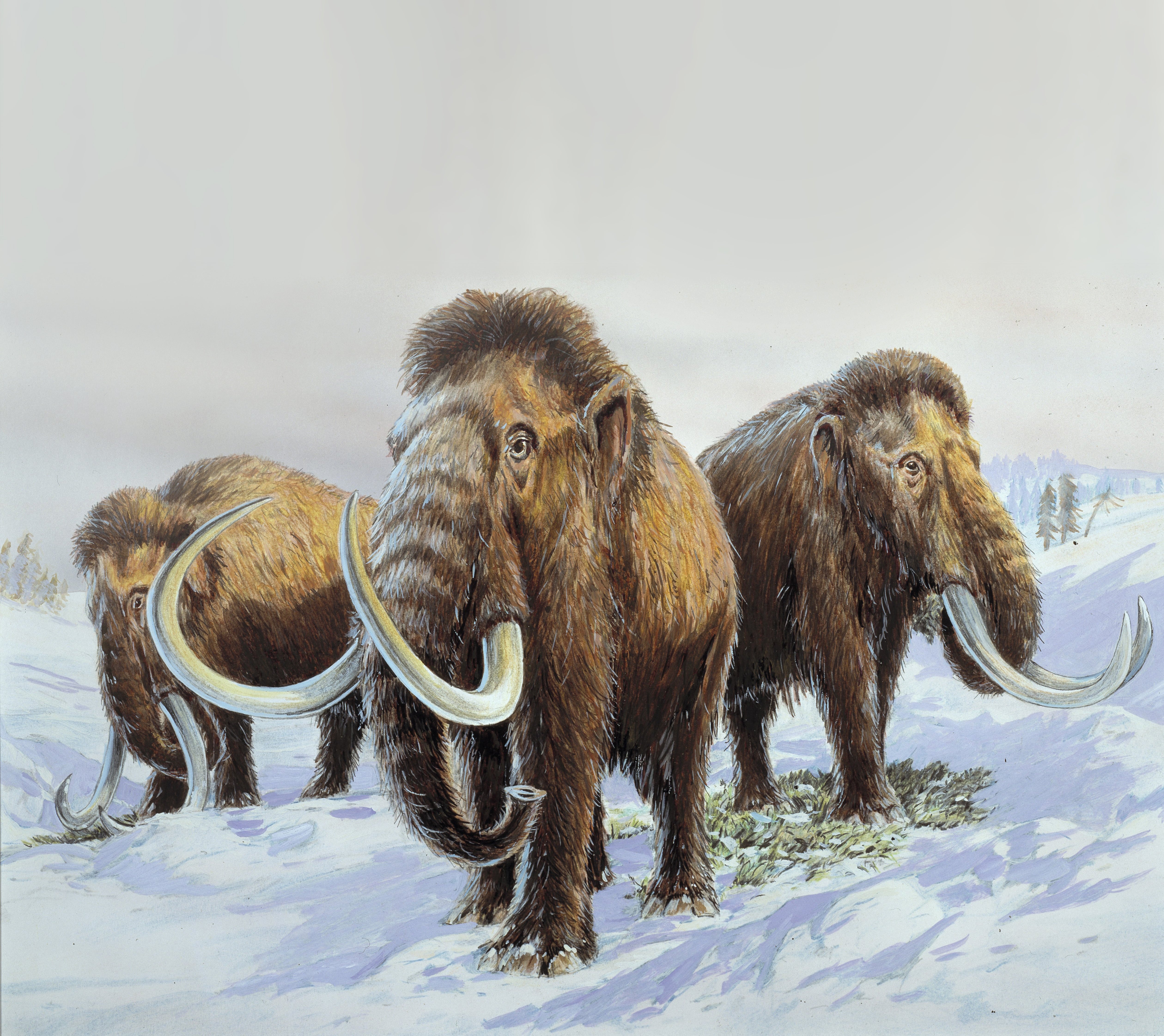 Scientists have hatched a plan to bring woolly mammoths back to the Arctic – ten thousand years after they became extinct