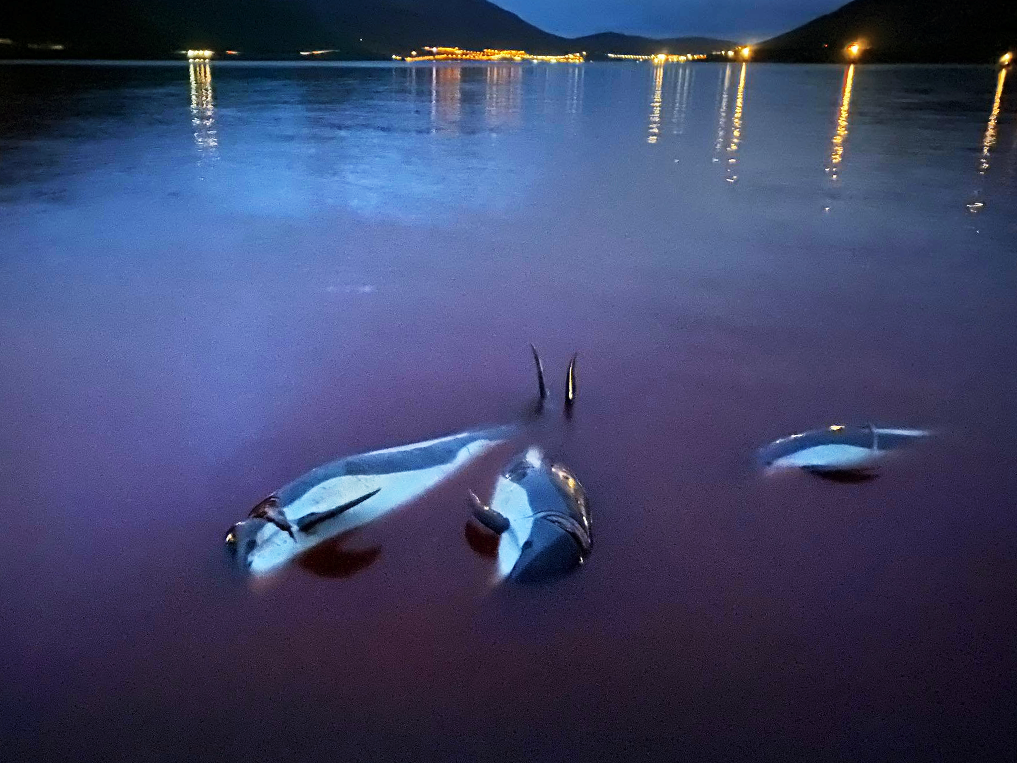 The slaughter of Atlantic white-sided dolphins sparked outrage