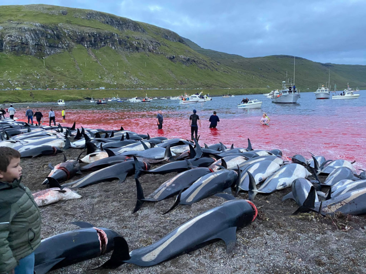 The hunting of sea animals is a longstanding tradition on the remote islands, taking place for over 800 years