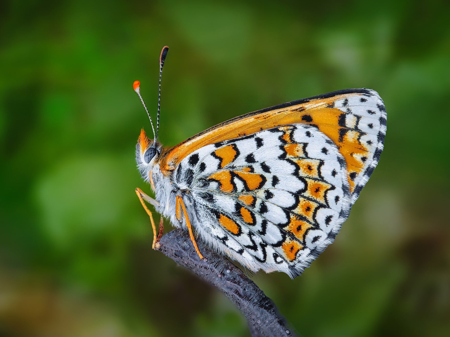 Researchers introducing the Glanville fritillary butterfly (pictured) to the island of Sottunga got more than they bargained for