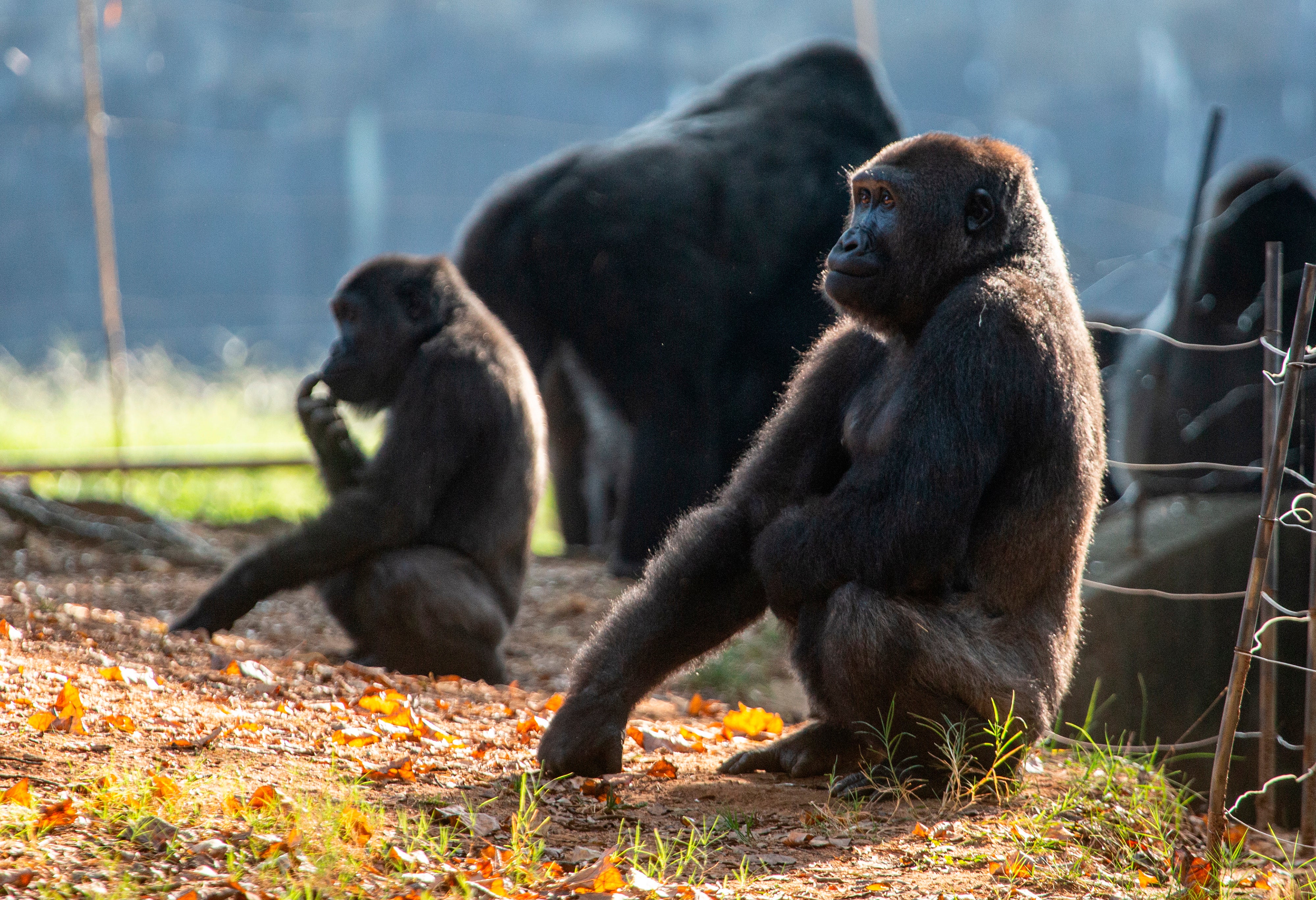 Virus Outbreak Gorillas