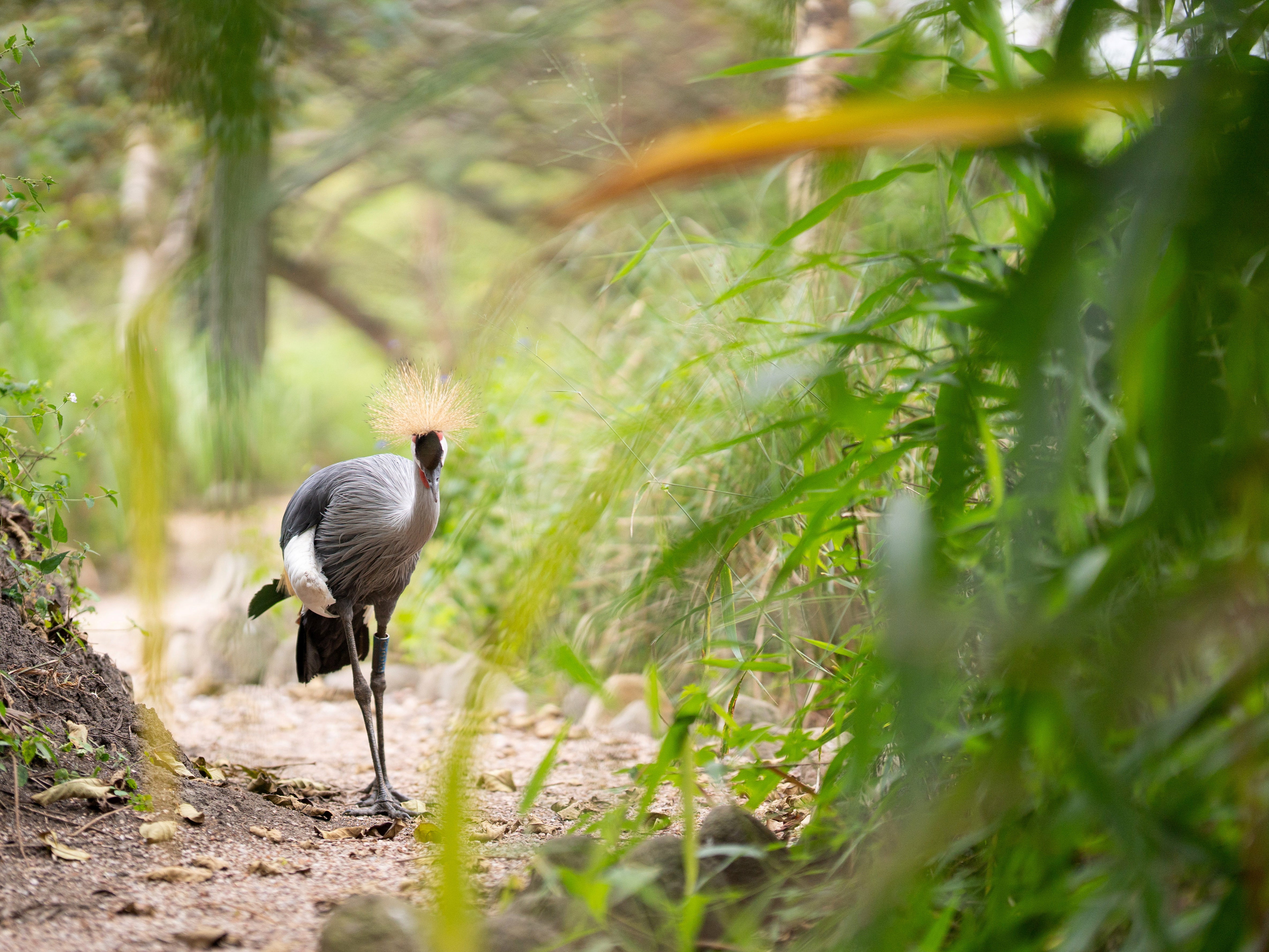 Before the intervention, local communities were hunting or capturing the birds to sell