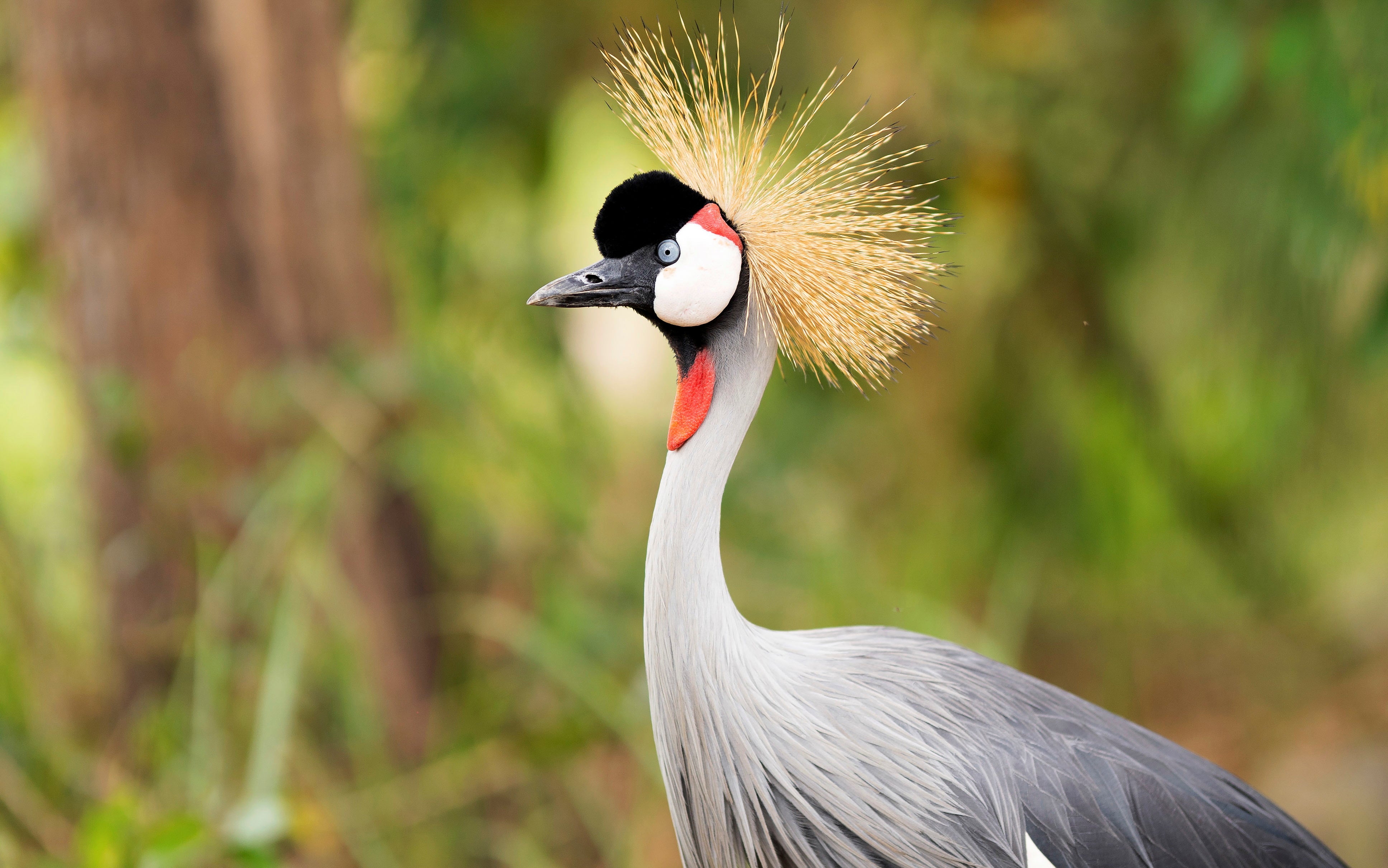 These cranes have often been seen as a status and wealth symbol in Rwanda