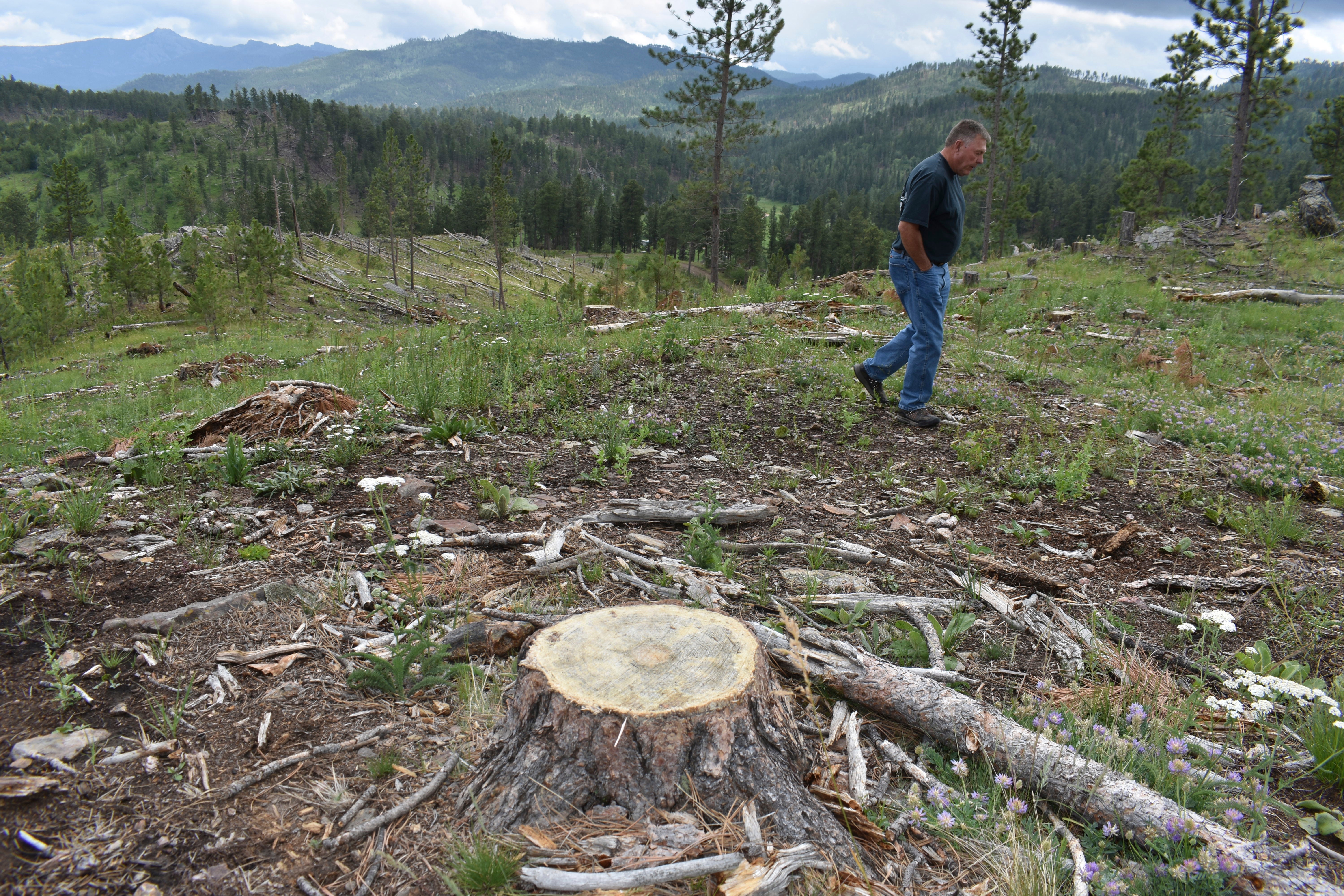 Logging Old Trees