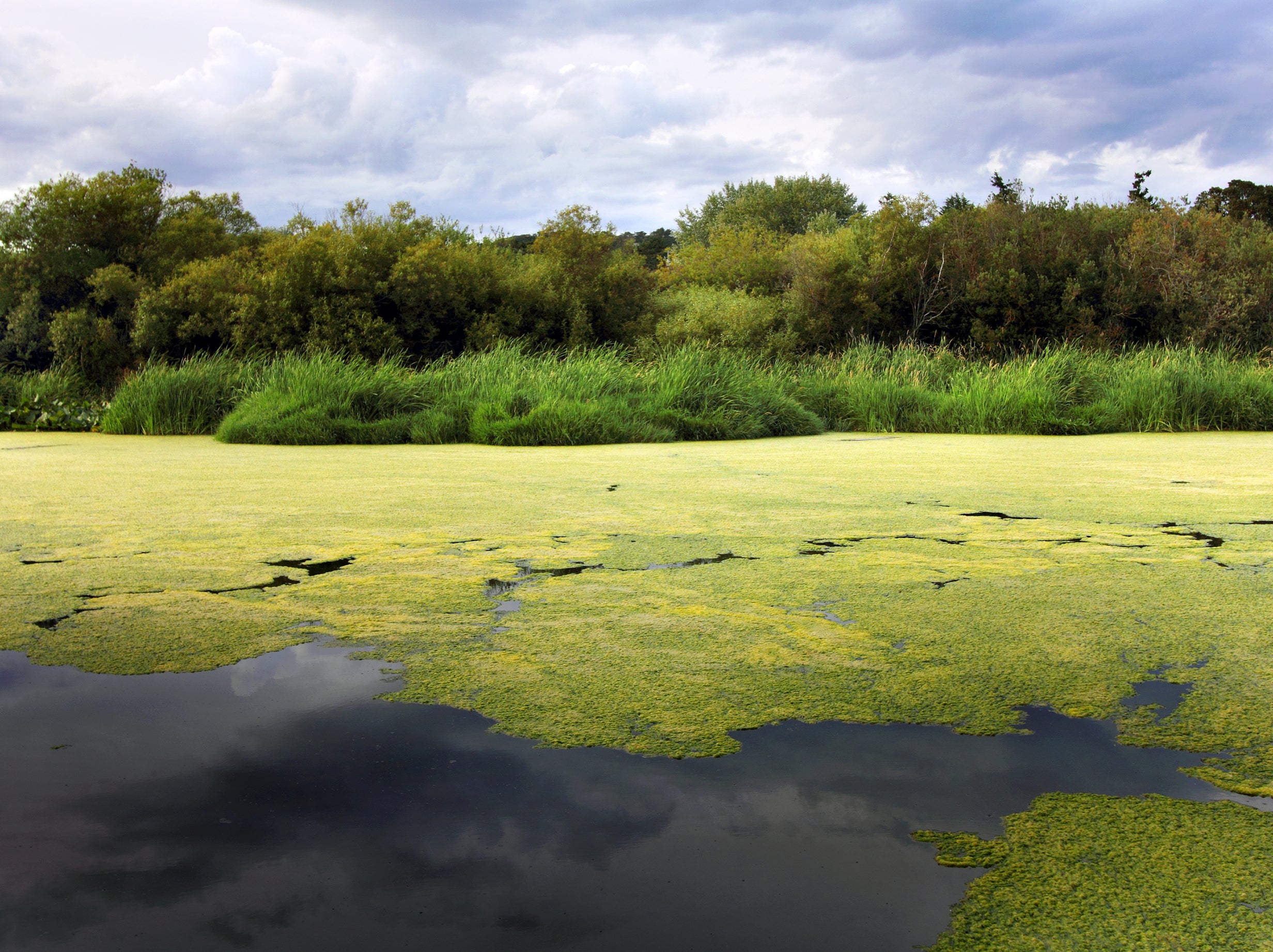 Researchers believe that changes in algal communities caused by global warming could have a major effect on marine ecosystems