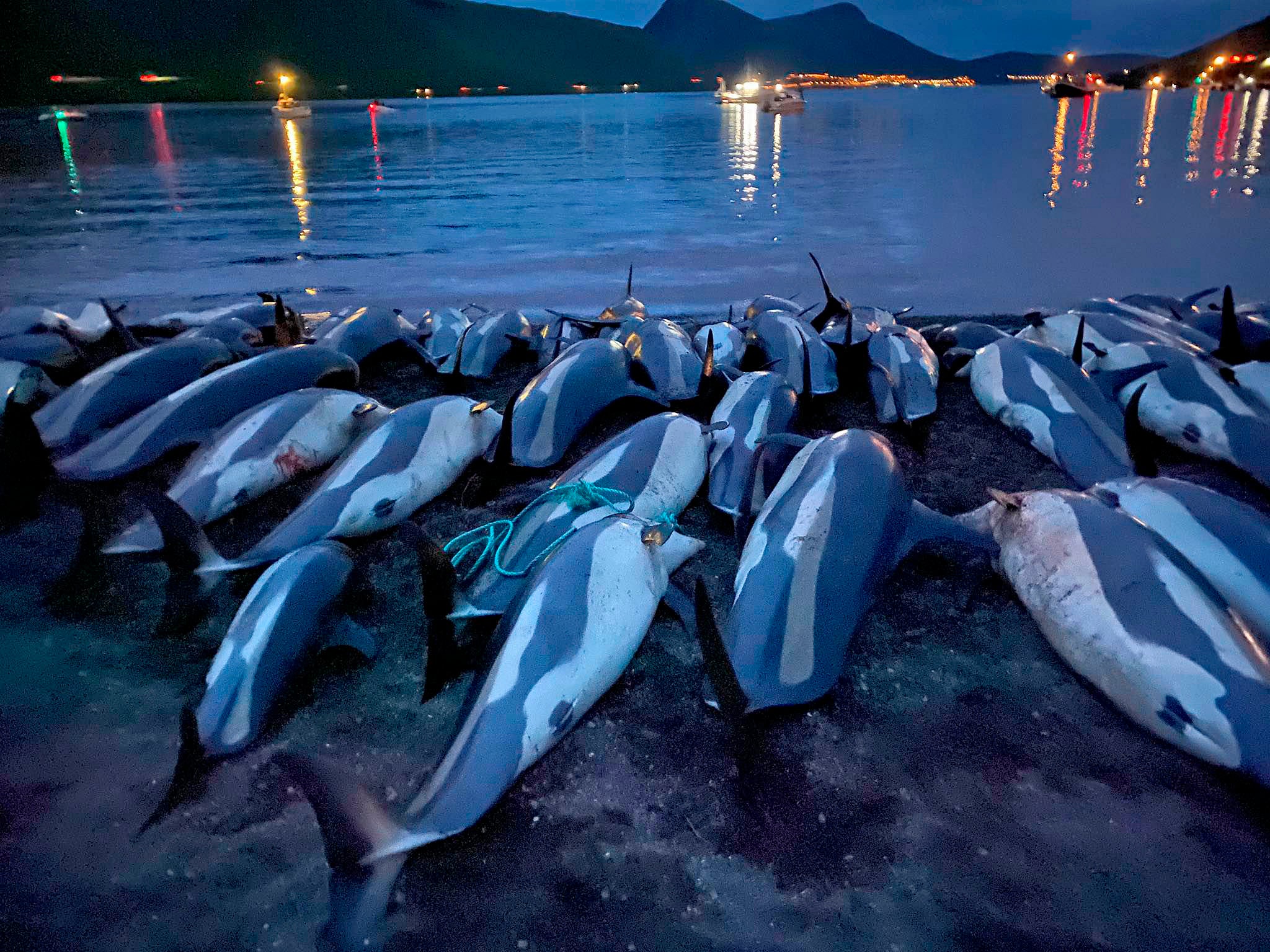 Faeroe Islands Dolphins