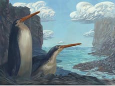 ‘Incredible’ giant fossilised penguin found by New Zealand schoolchildren is previously unknown species