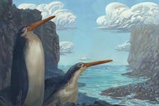 ‘Incredible’ giant fossilised penguin found by New Zealand schoolchildren is previously unknown species